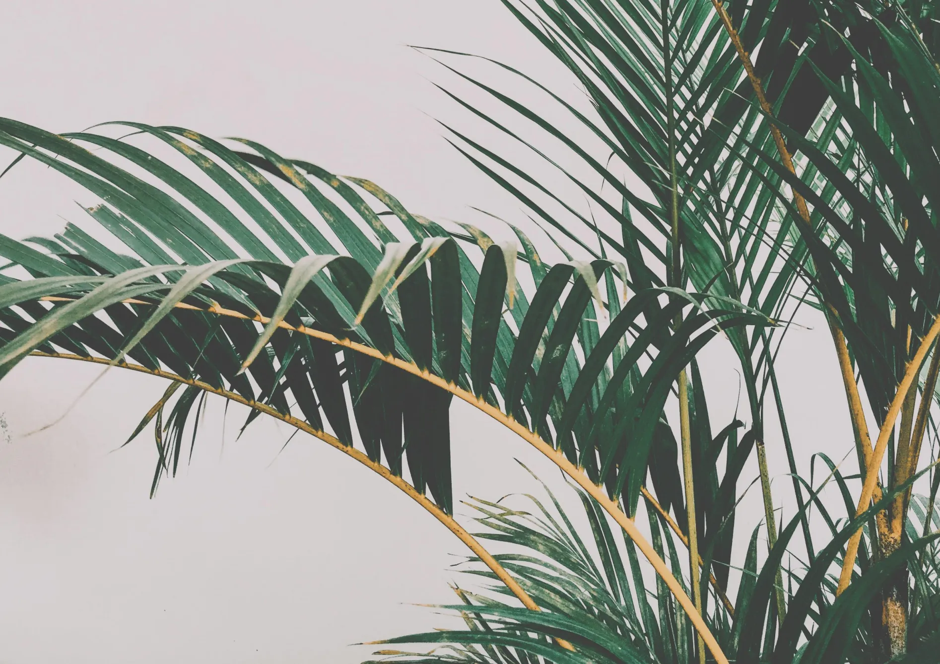 Conseils généraux pour le soin des plantes d'intérieur Conseils généraux pour le soin des plantes d’intérieur