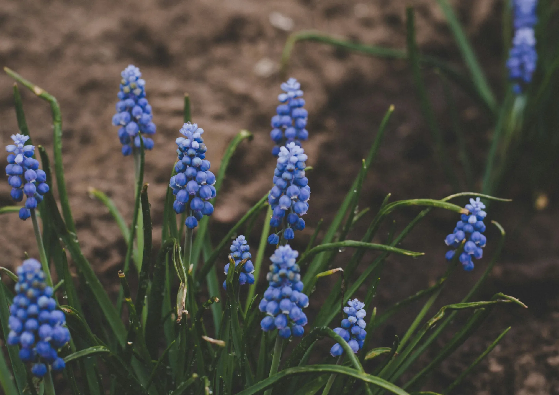 Protéger les bulbes en pot des intempéries Protéger les bulbes en pot des intempéries