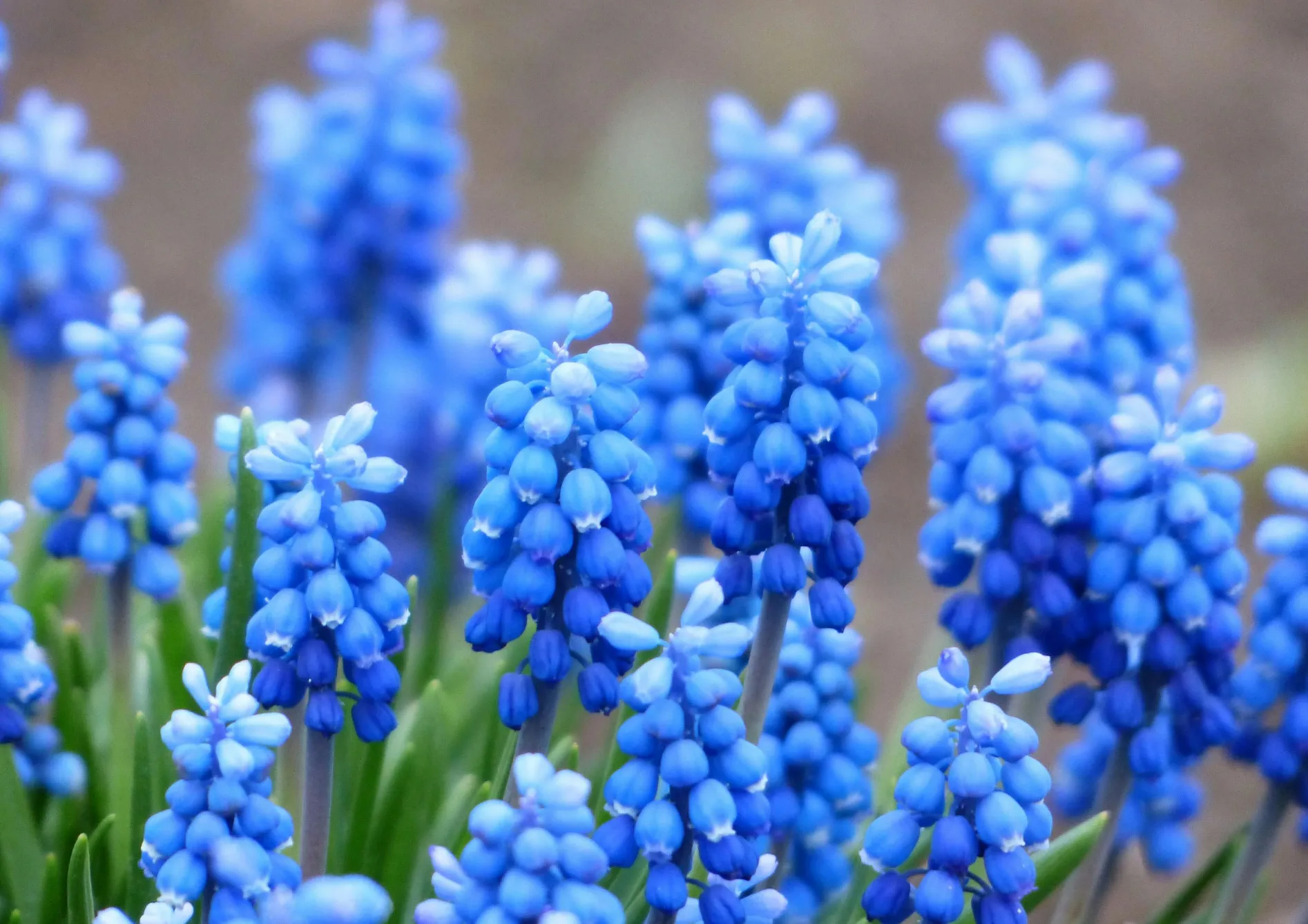 Astuces pour prolonger la floraison des bulbes en pot Astuces pour prolonger la floraison des bulbes en pot