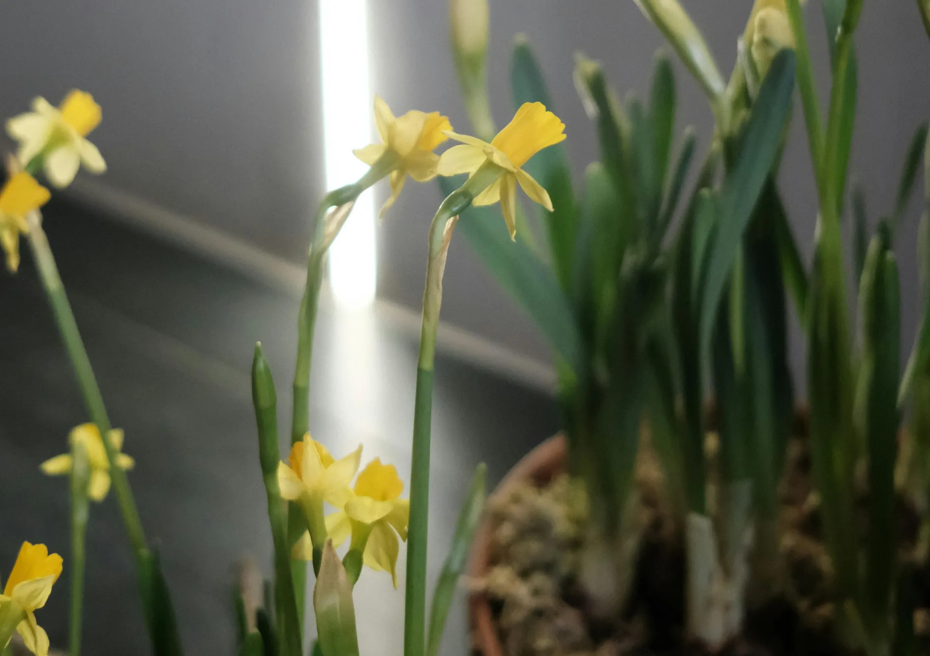 Comment planter les bulbes de printemps en pot ? Comment planter les bulbes de printemps en pot ?