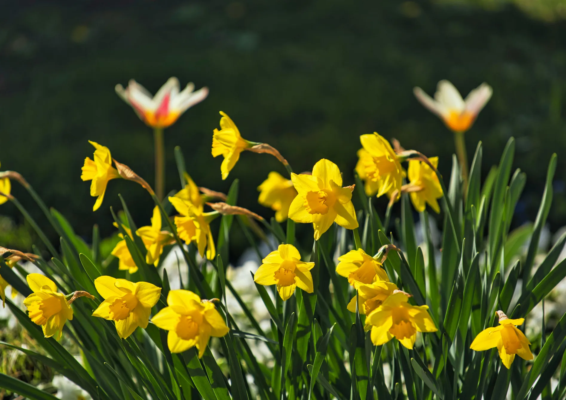 Pourquoi planter des bulbes de printemps en pot ? Pourquoi planter des bulbes de printemps en pot ?