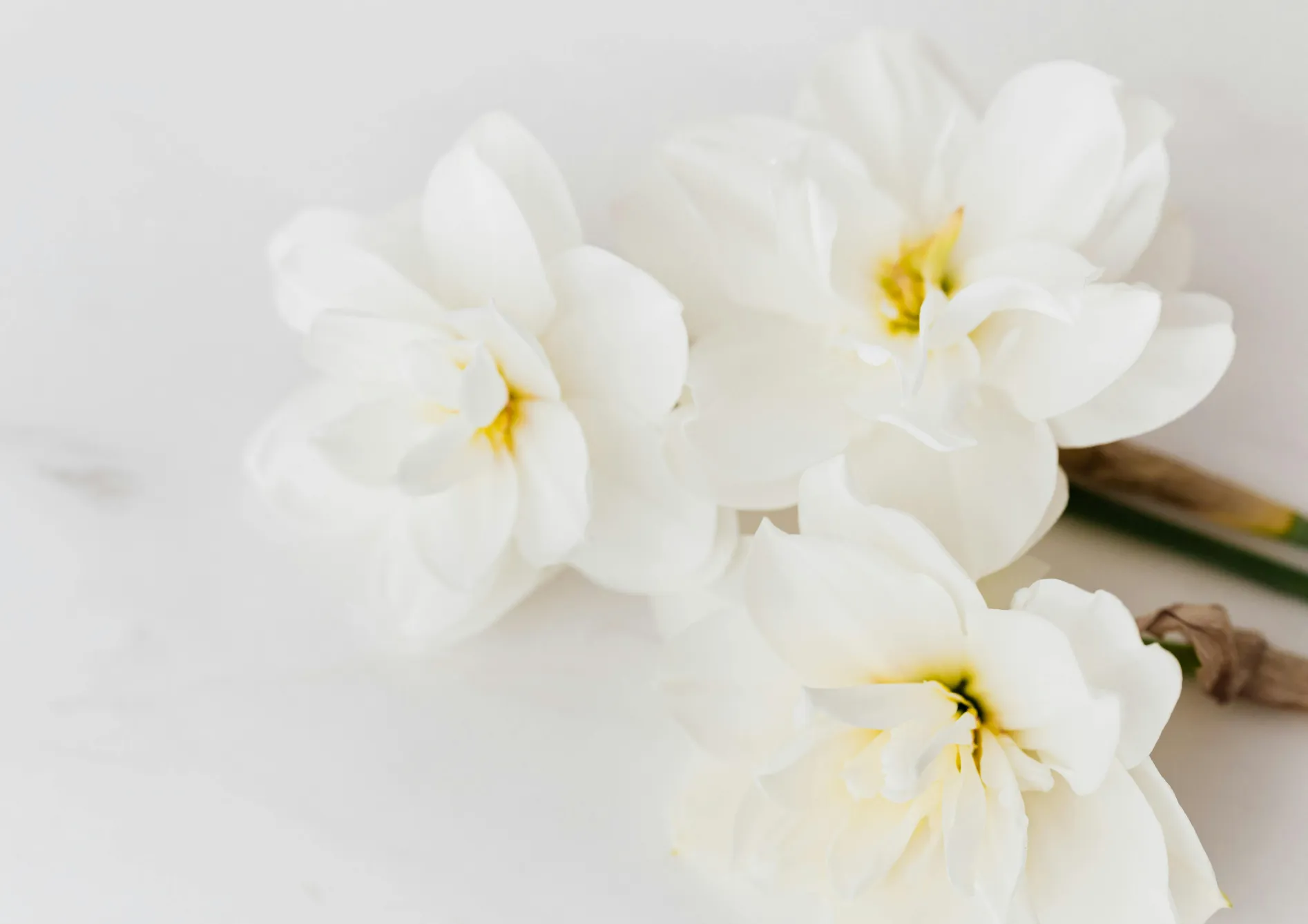 Quels bulbes de printemps planter en pot ? Quels bulbes de printemps planter en pot ?