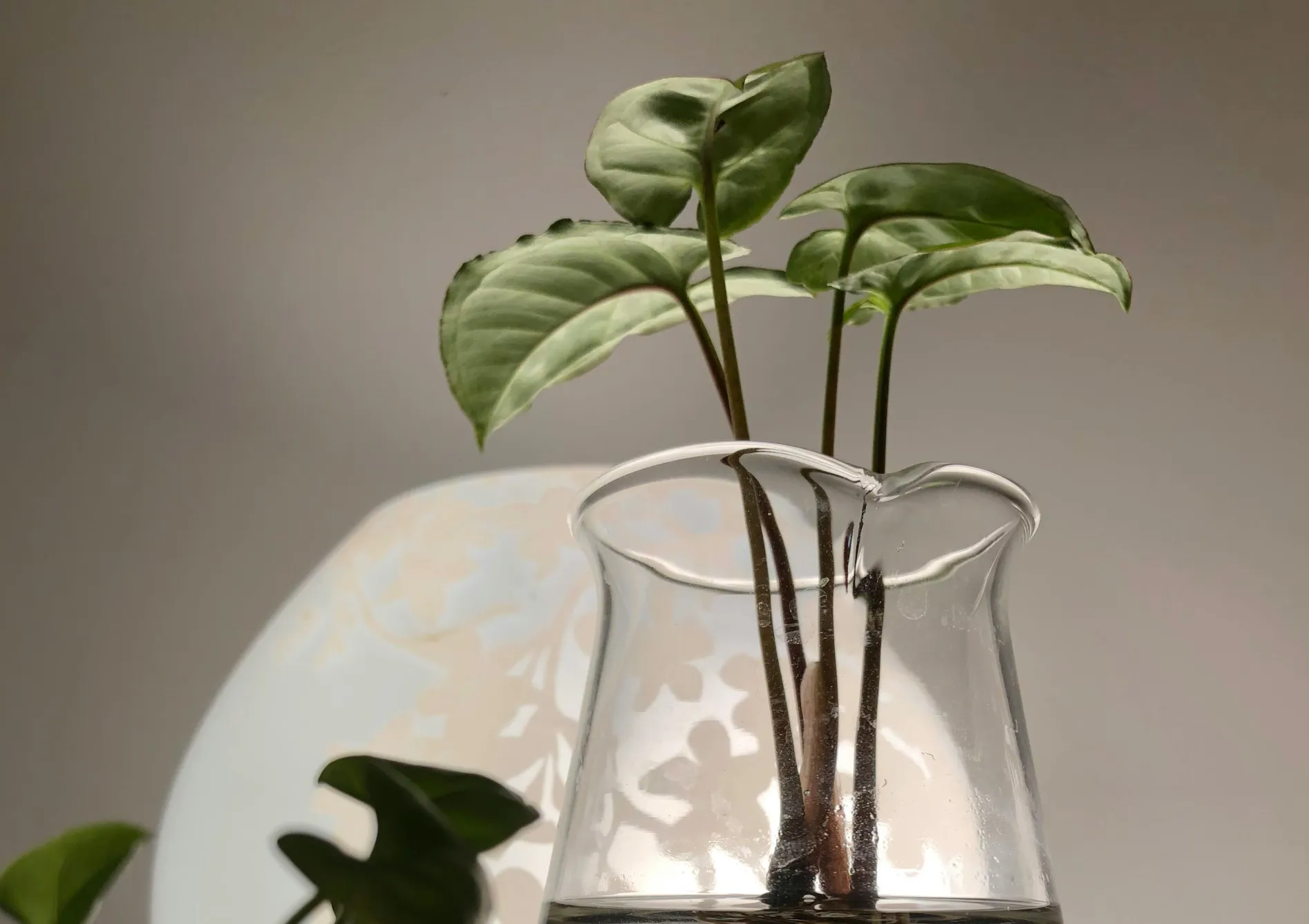 Conseils pour créer un écosystème équilibré dans un bassin de jardin Conseils pour créer un écosystème équilibré dans un bassin de jardin