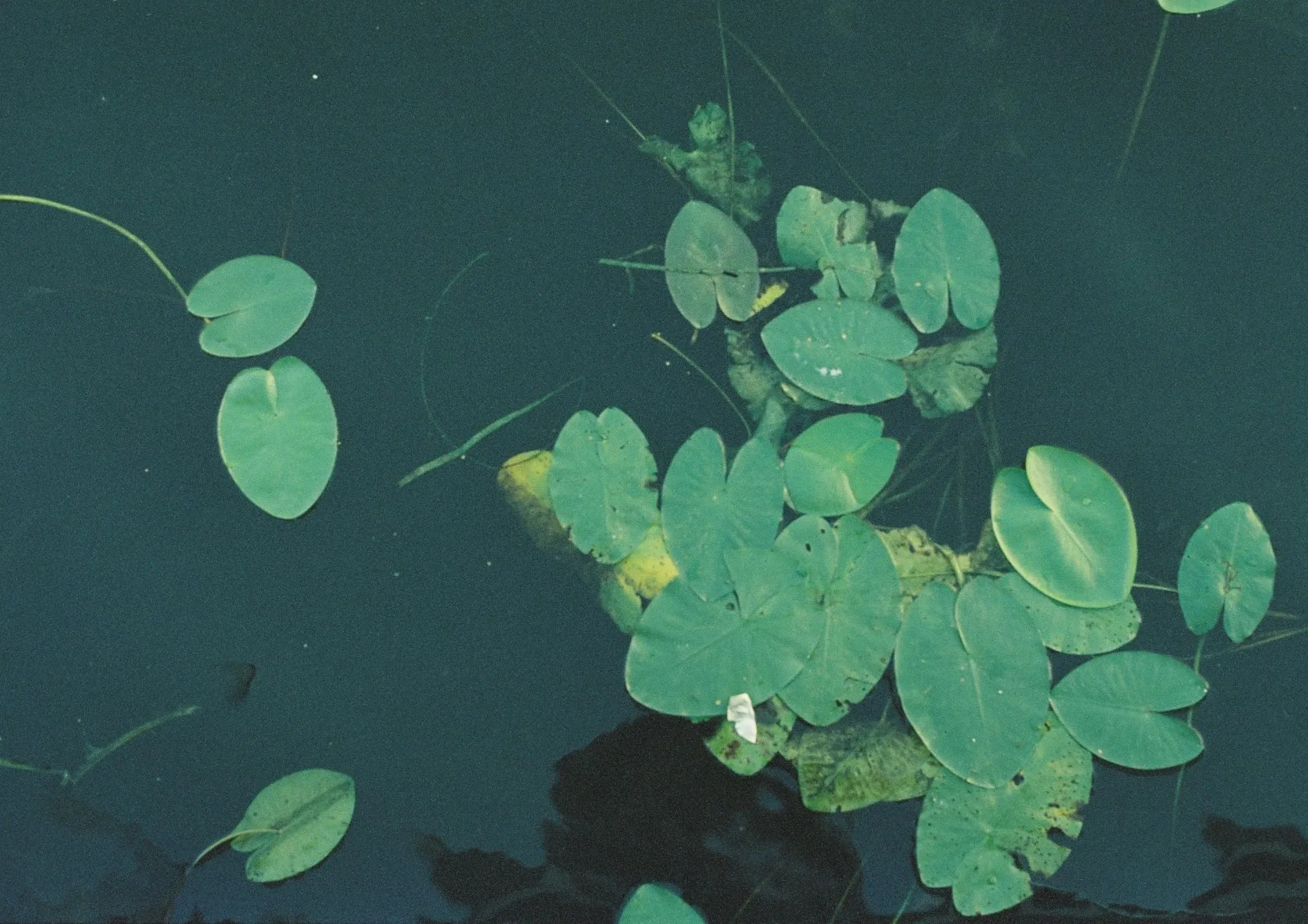 Pourquoi intégrer des plantes aquatiques dans un bassin de jardin ? Pourquoi intégrer des plantes aquatiques dans un bassin de jardin ?