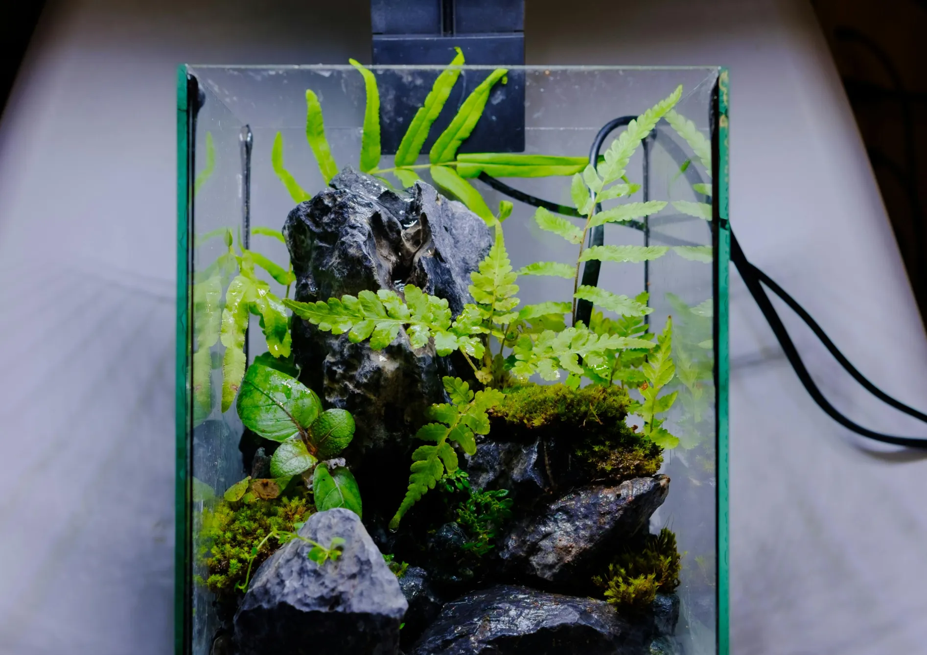 Les types de plantes aquatiques essentielles pour un bassin Les types de plantes aquatiques essentielles pour un bassin