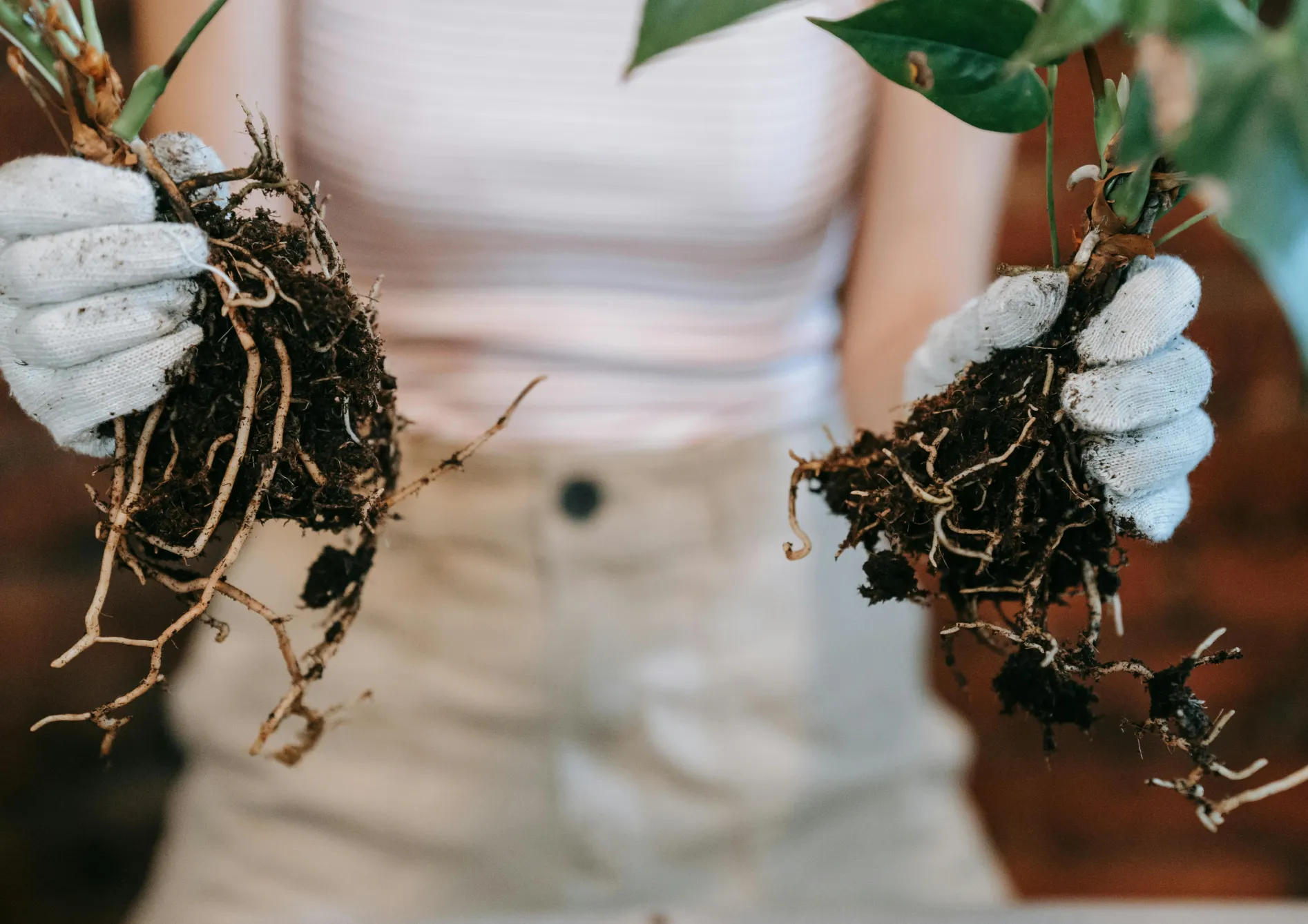 Aménagement et entretien d’un mini-étang d’intérieur Aménagement et entretien d’un mini-étang d’intérieur