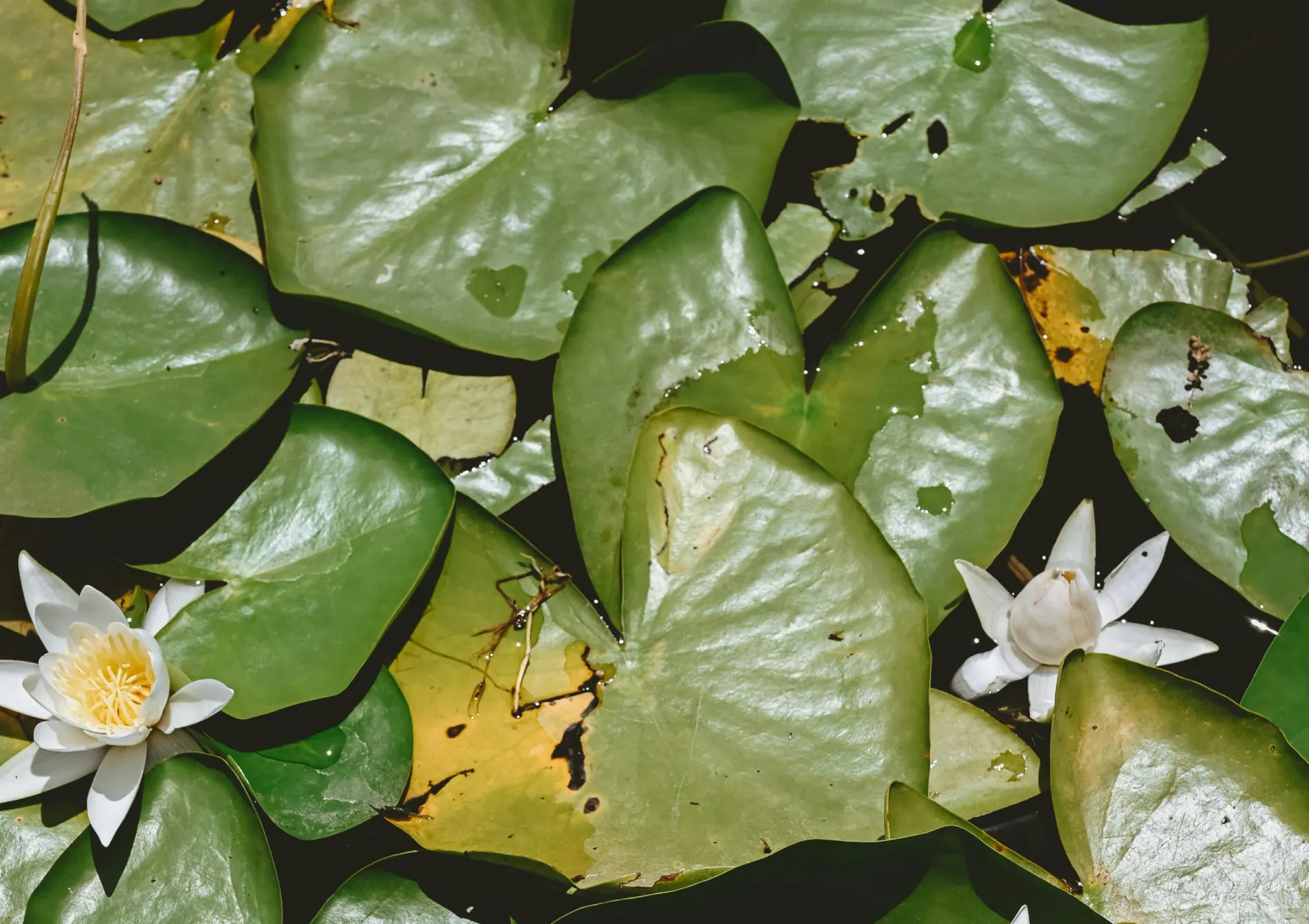 Choisir le bon contenant pour un mini-étang d’intérieur Choisir le bon contenant pour un mini-étang d’intérieur