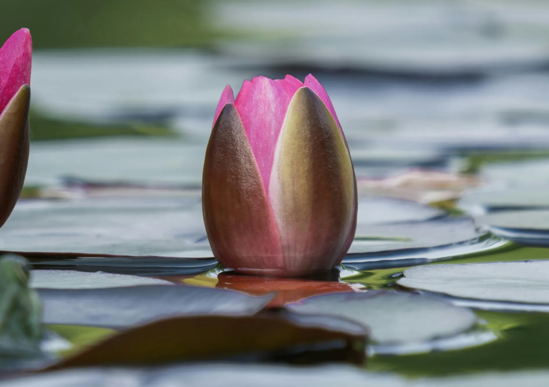 Les meilleures plantes aquatiques pour un mini-étang d’intérieur Les meilleures plantes aquatiques pour un mini-étang d’intérieur