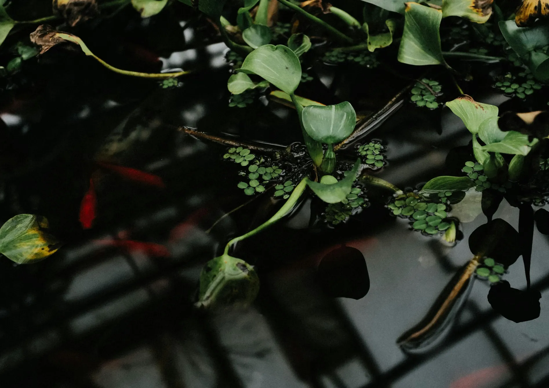 Pourquoi créer un mini-étang d’intérieur ? Pourquoi créer un mini-étang d’intérieur ?