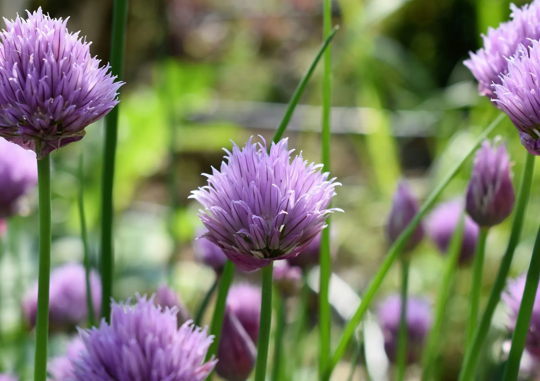 Les meilleures plantes aromatiques à cultiver en pot sur un balcon Les meilleures plantes aromatiques à cultiver en pot sur un balcon
