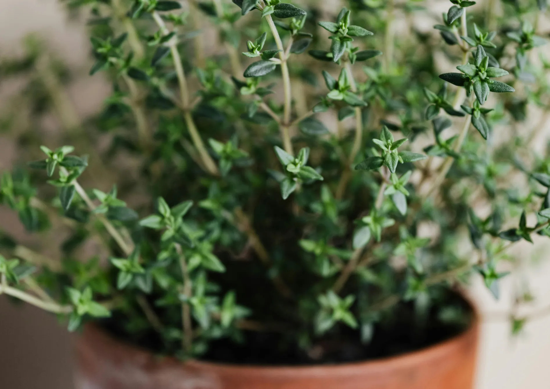 Protéger les plantes aromatiques sur un balcon Protéger les plantes aromatiques sur un balcon