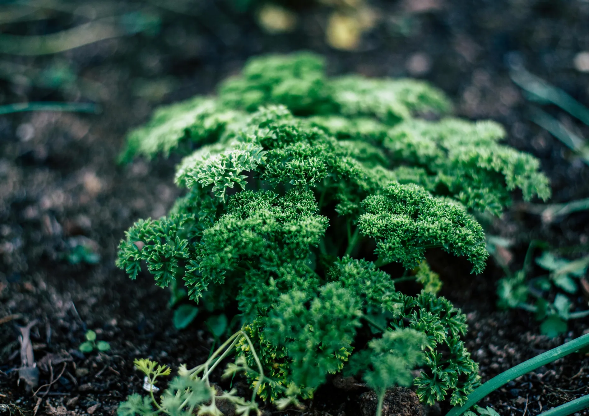 Pourquoi cultiver des plantes aromatiques en pot sur un balcon ? Pourquoi cultiver des plantes aromatiques en pot sur un balcon ?