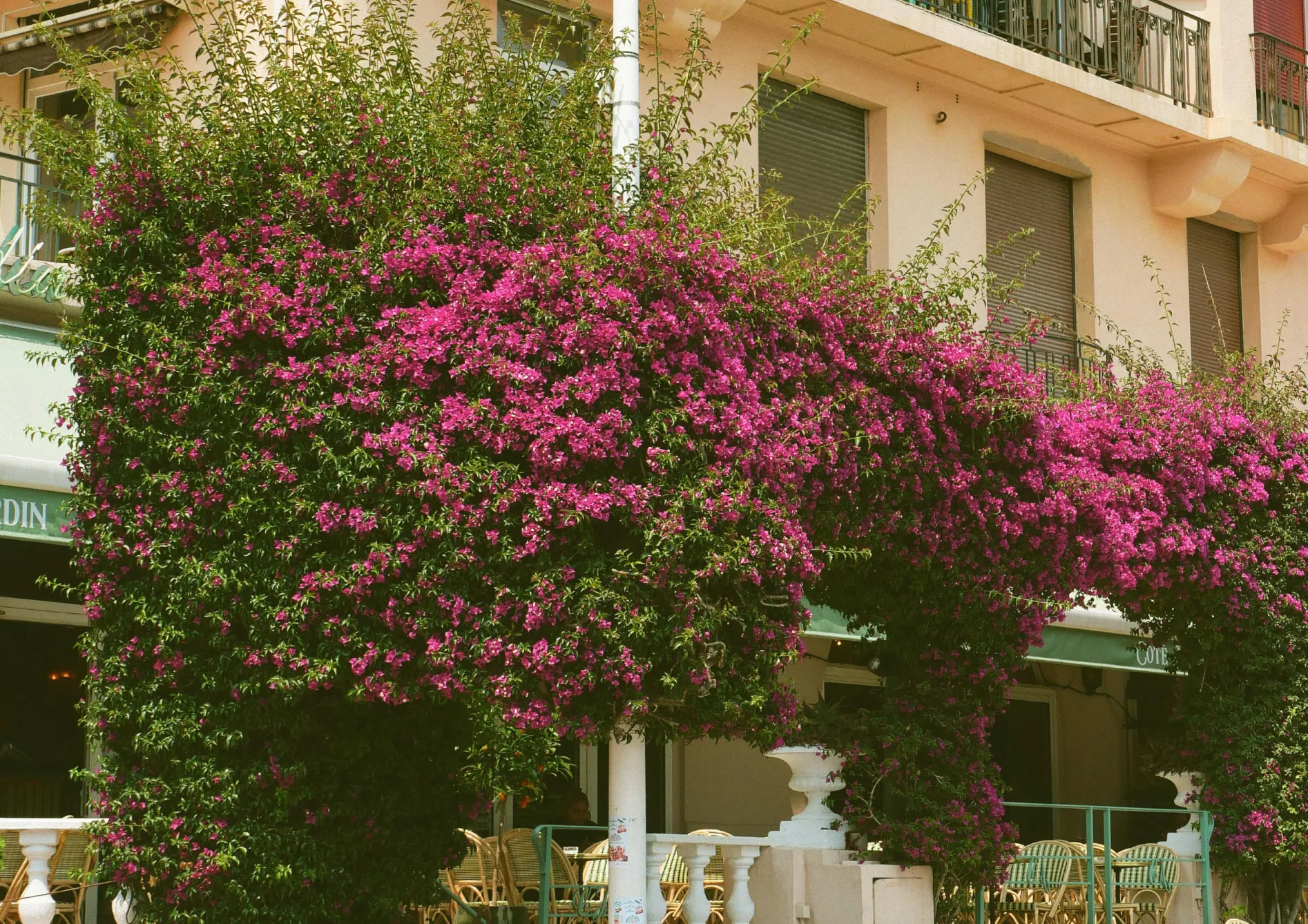 Pourquoi choisir des plantes grimpantes pour un écrin de verdure ? Pourquoi choisir des plantes grimpantes pour un écrin de verdure ?