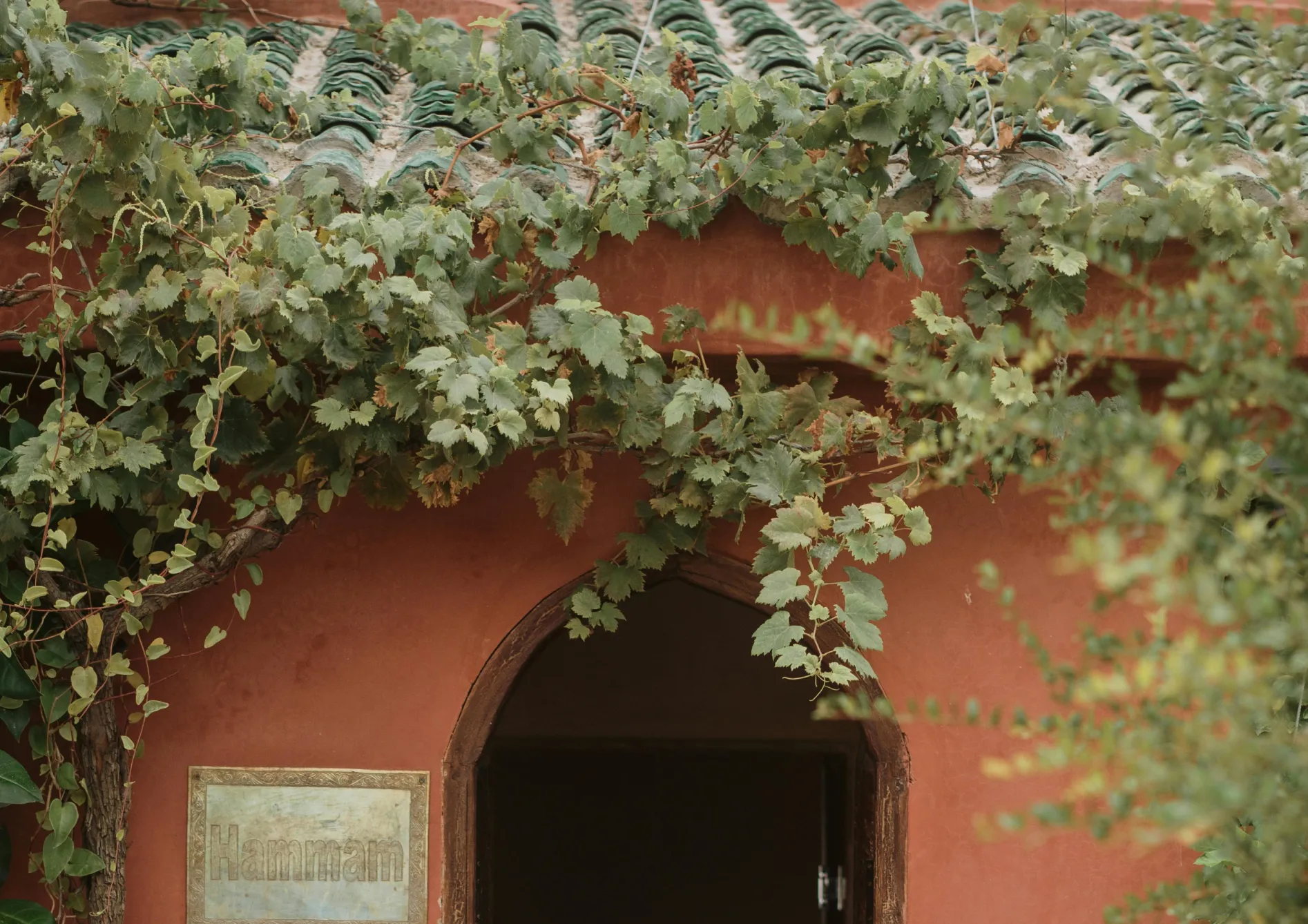 Conseils pour aménager un brise-vue naturel avec des plantes grimpantes Conseils pour aménager un brise-vue naturel avec des plantes grimpantes