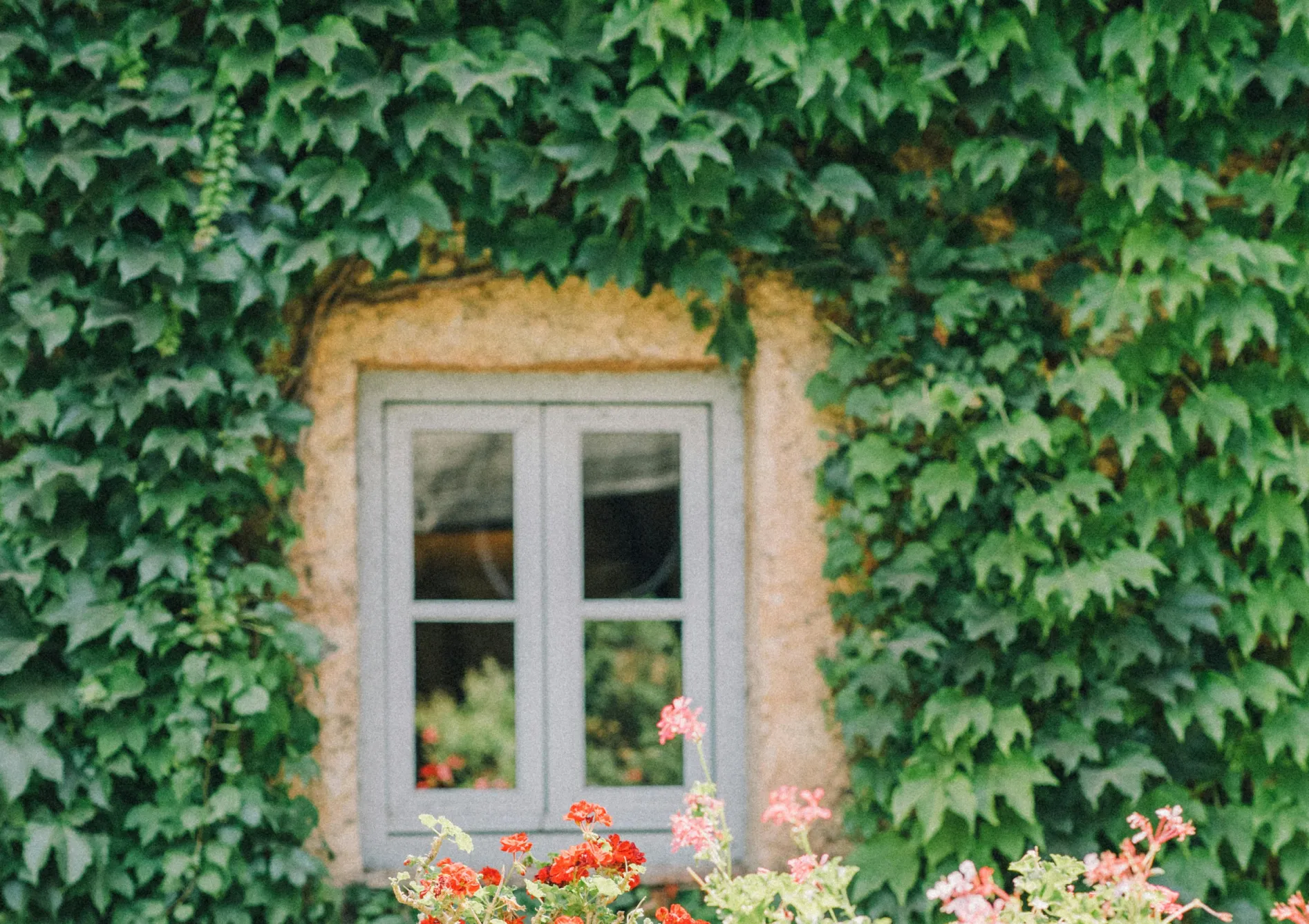 Pourquoi opter pour des plantes grimpantes fleuries ? Pourquoi opter pour des plantes grimpantes fleuries ?