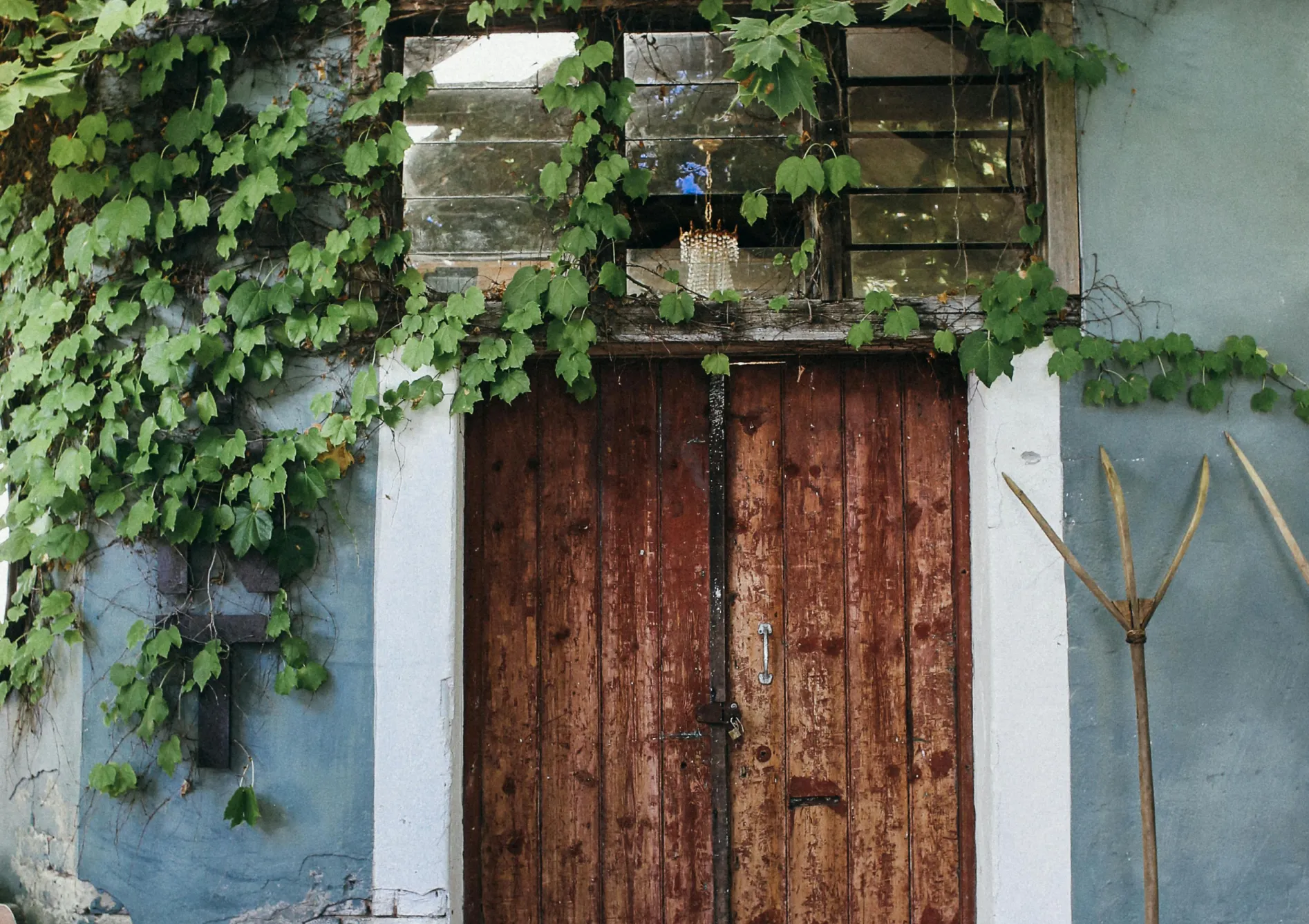 Les meilleures plantes grimpantes pour chaque saison Les meilleures plantes grimpantes pour chaque saison