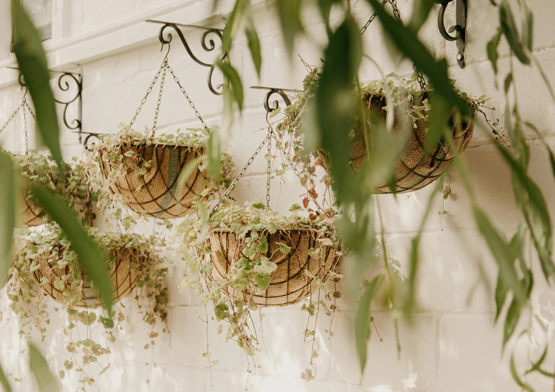 Les meilleures plantes grimpantes pour un brise-vue naturel Les meilleures plantes grimpantes pour un brise-vue naturel