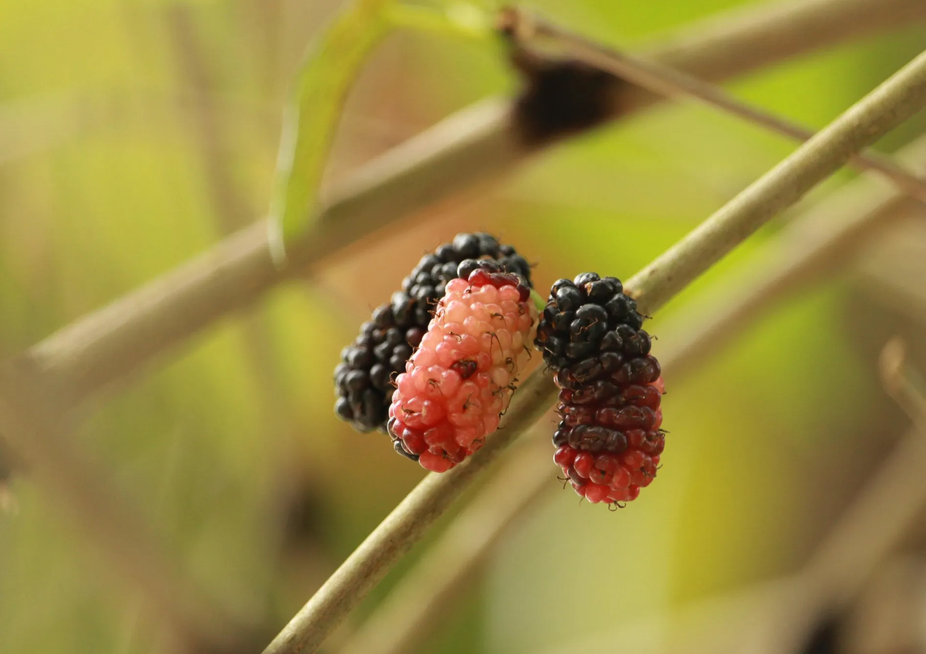 Les meilleures plantes grimpantes fruitières pour les petits espaces Les meilleures plantes grimpantes fruitières pour les petits espaces