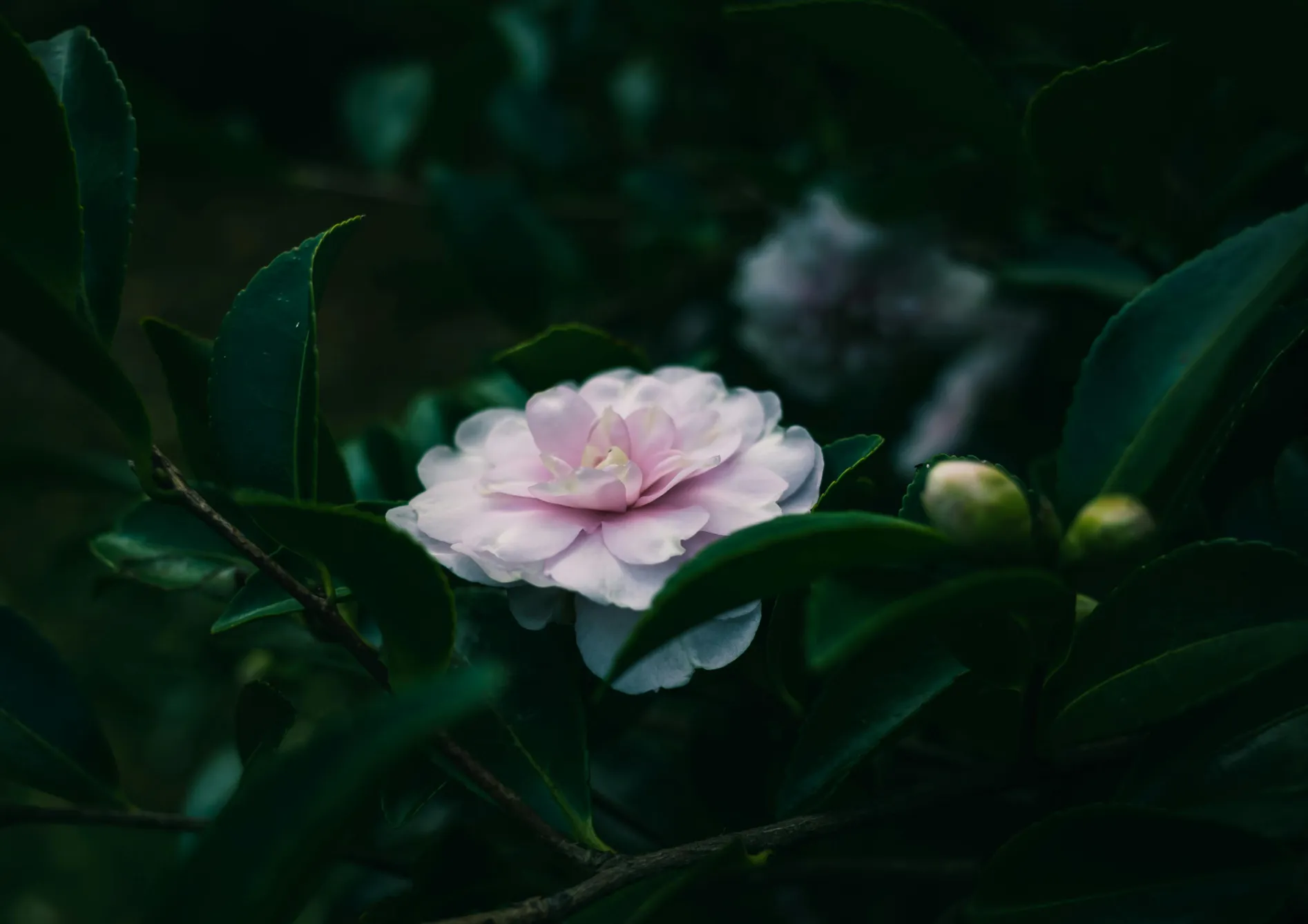 Entretien d’un jardin d’ombre avec des plantes de terre de bruyère Entretien d’un jardin d’ombre avec des plantes de terre de bruyère