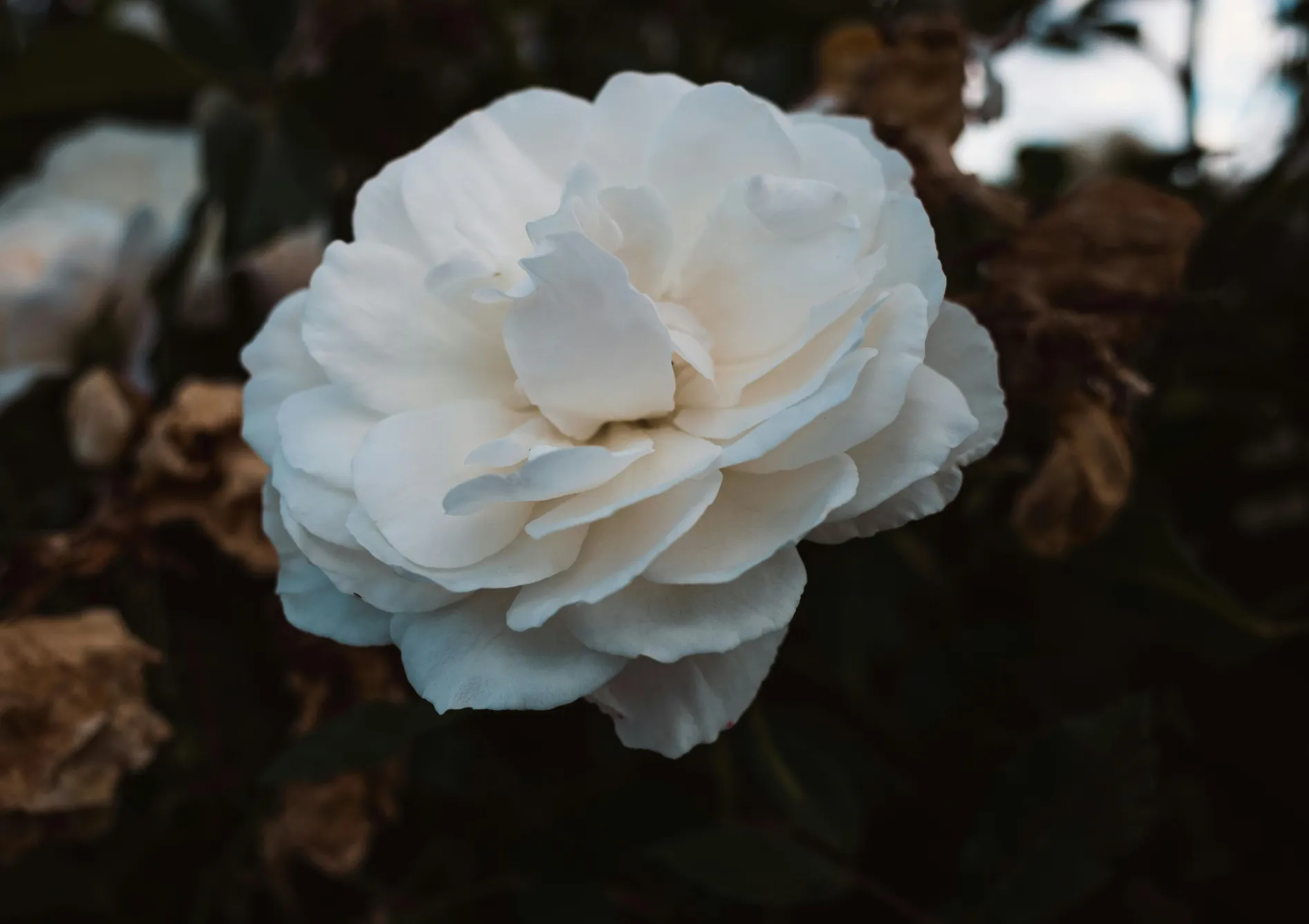 Les meilleures variétés de plantes de terre de bruyère pour les zones ombragées Les meilleures variétés de plantes de terre de bruyère pour les zones ombragées