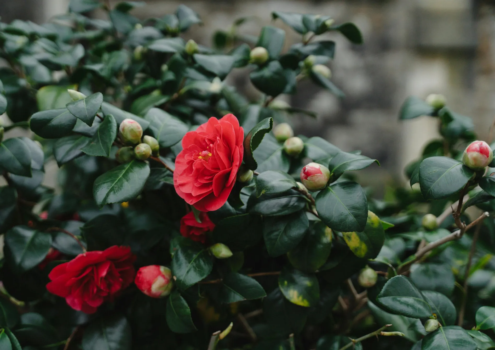 Pourquoi choisir des plantes de terre de bruyère pour un jardin d'ombre ? Pourquoi choisir des plantes de terre de bruyère pour un jardin d’ombre ?