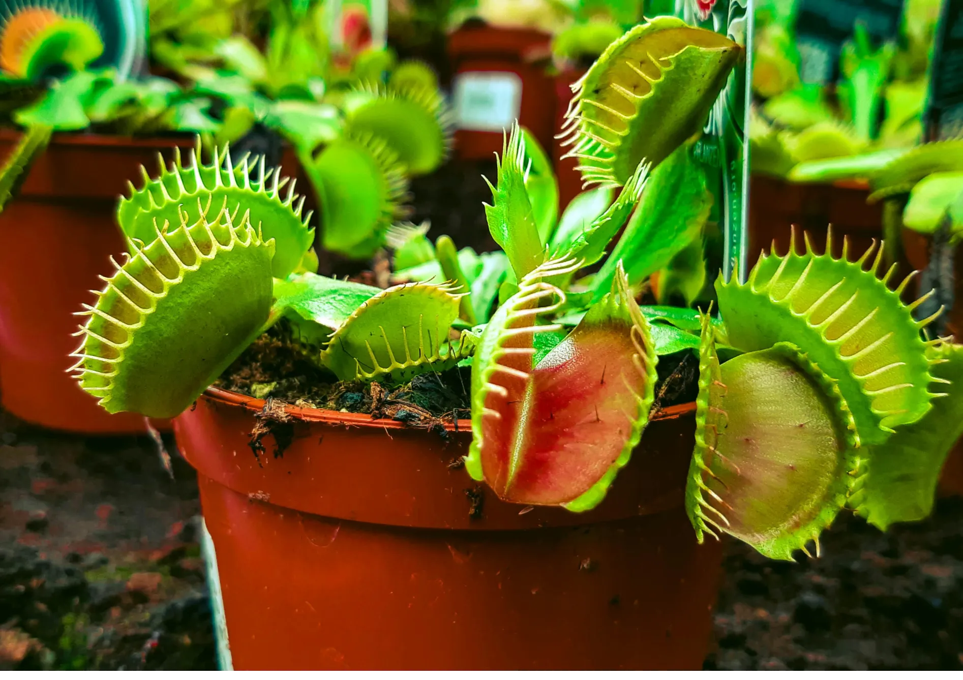 Qu'est-ce qu'une plante carnivore ? Qu’est-ce qu’une plante carnivore ?