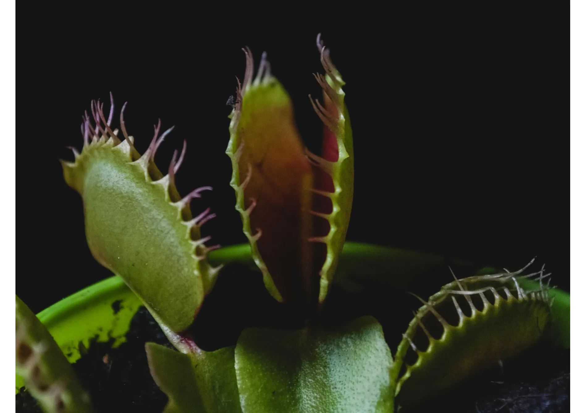 Les types de pièges des plantes carnivores Les types de pièges des plantes carnivores