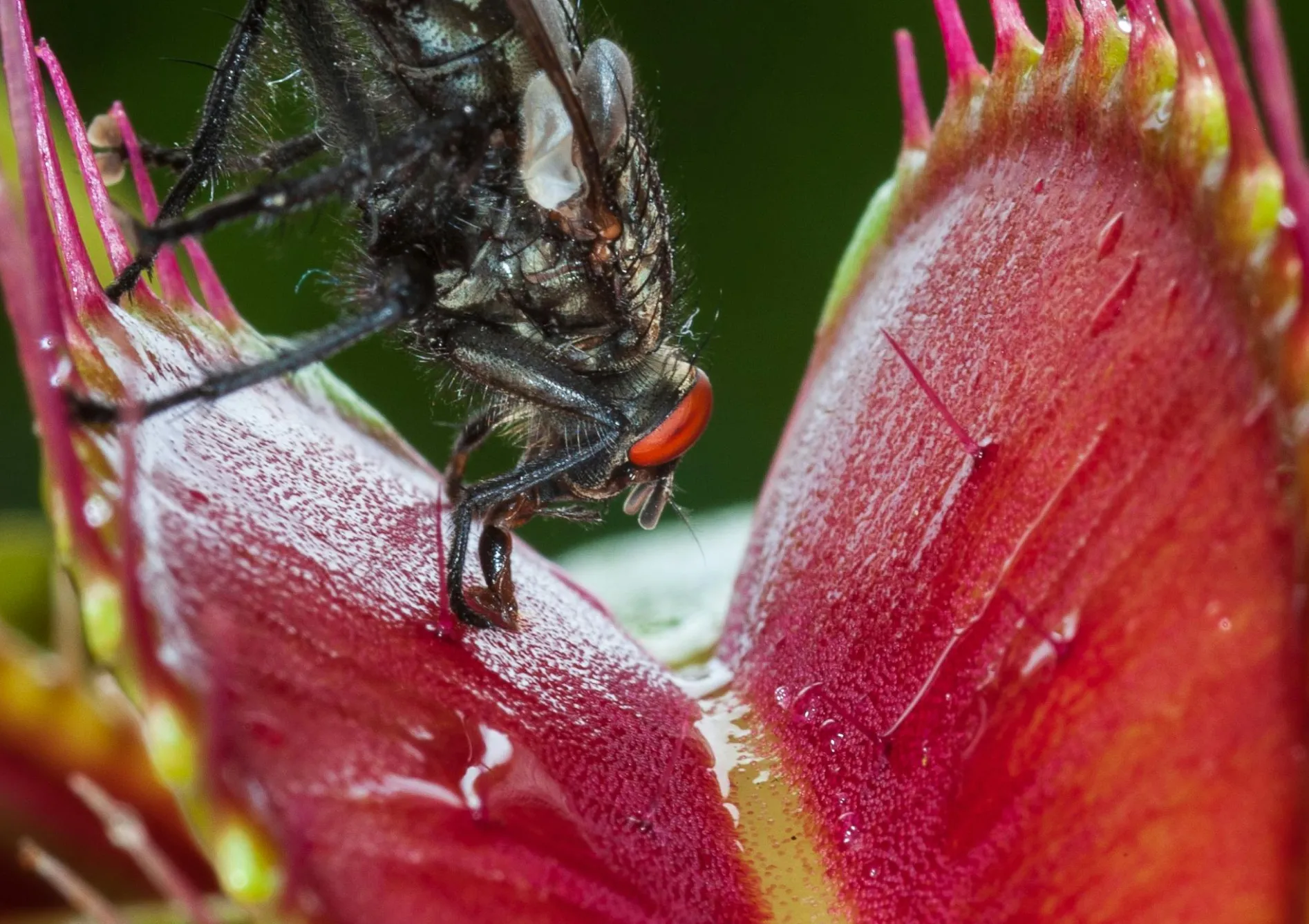 Comprendre les besoins des plantes carnivores Comprendre les besoins des plantes carnivores