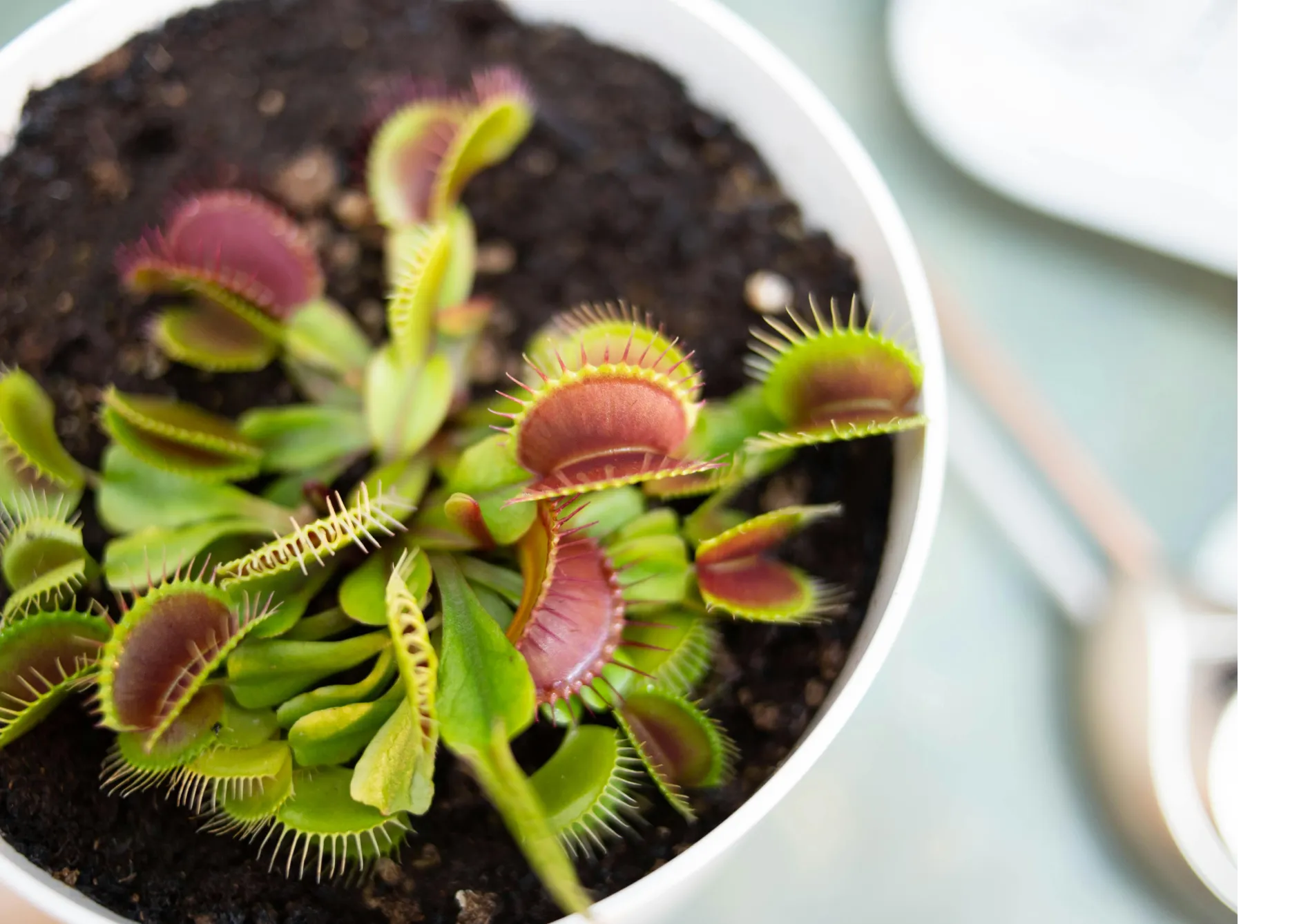 Soins de base pour les plantes carnivores Soins de base pour les plantes carnivores