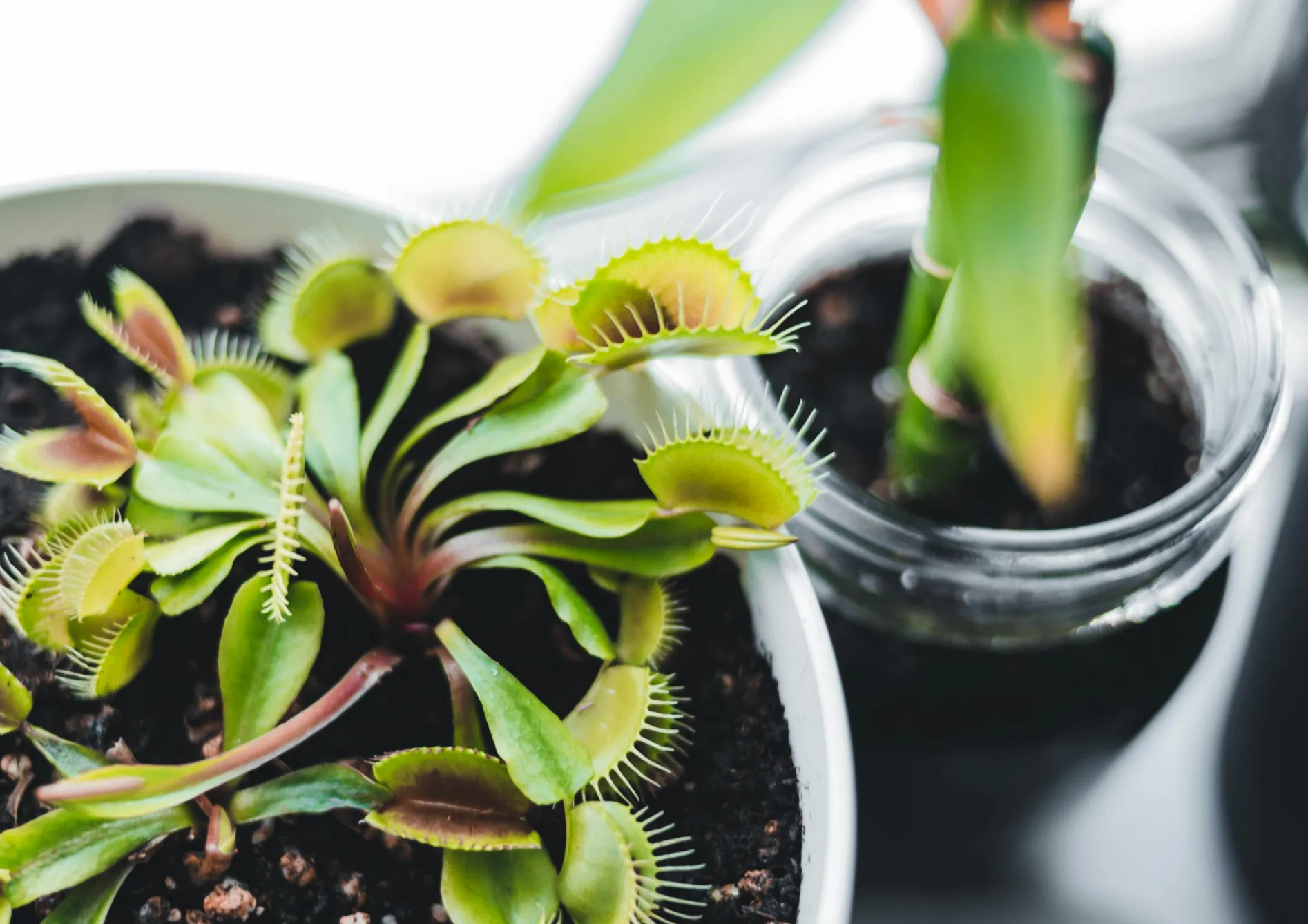 Conseils pour réussir avec les plantes carnivores Conseils pour réussir avec les plantes carnivores