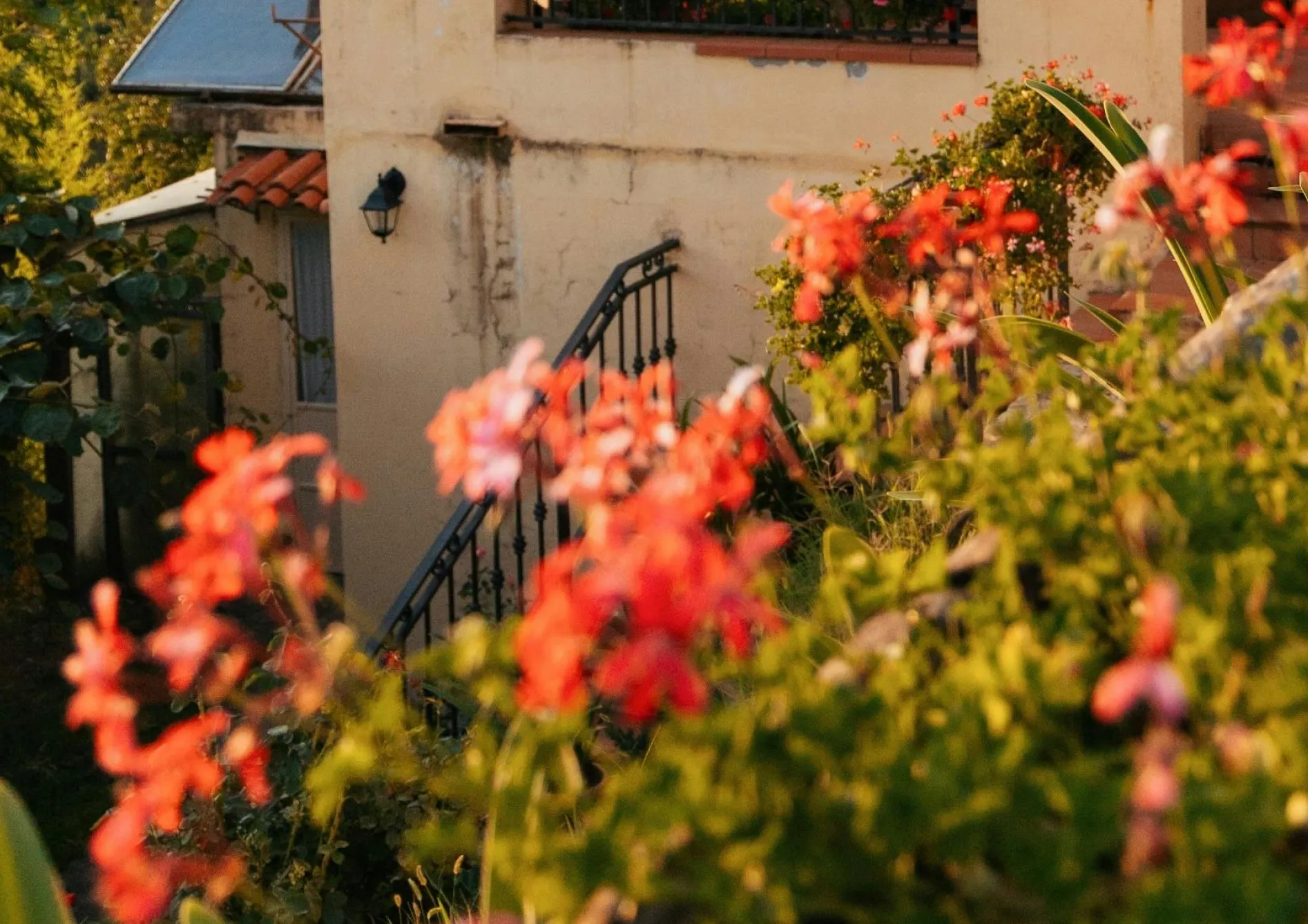 Pourquoi choisir les fleurs annuelles pour votre jardin ? Pourquoi choisir les fleurs annuelles pour votre jardin ?