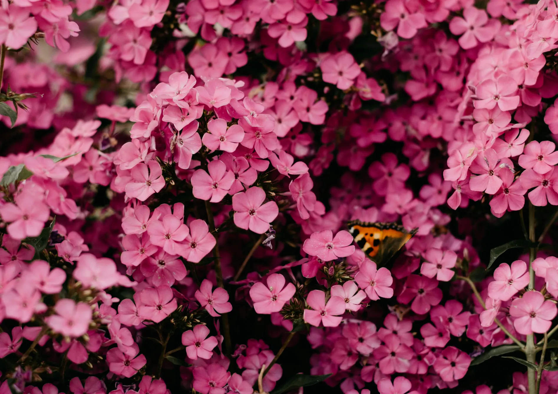 Pourquoi choisir un massif de fleurs durable ? Pourquoi choisir un massif de fleurs durable ?