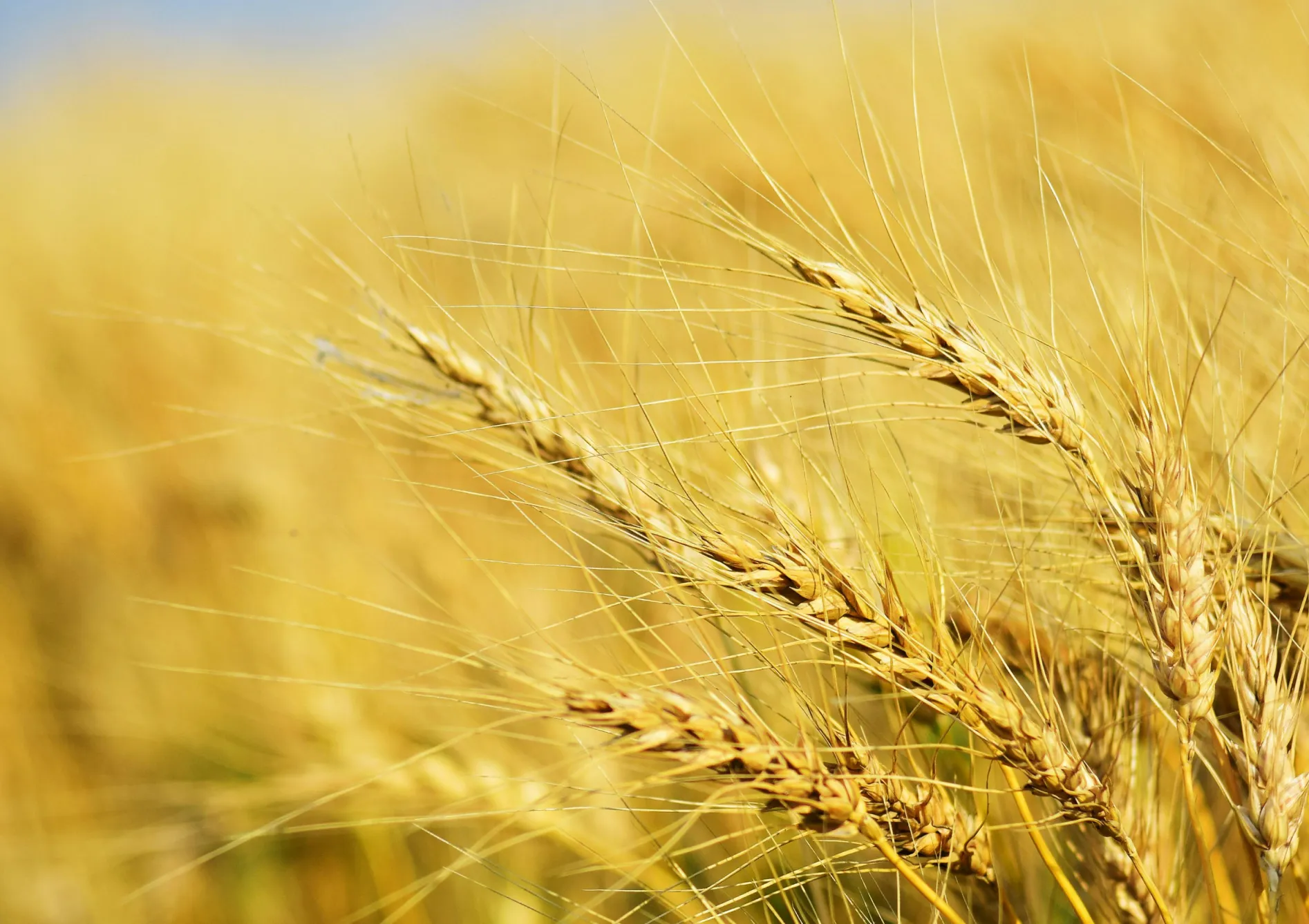 Pourquoi choisir des semences fourragères pour améliorer le sol ? Pourquoi choisir des semences fourragères pour améliorer le sol ?