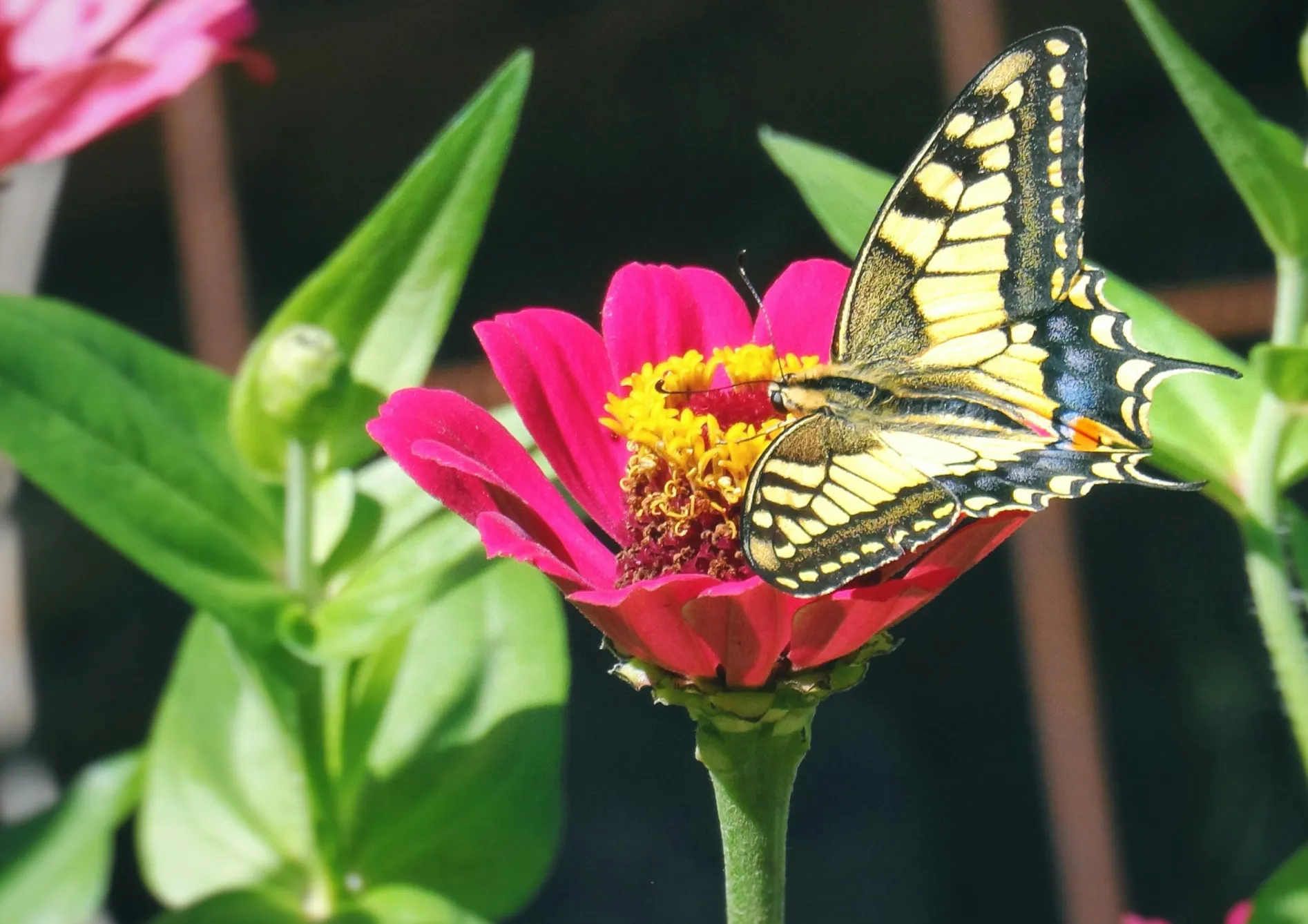 Préparer la plantation des graines de fleurs annuelles Préparer la plantation des graines de fleurs annuelles