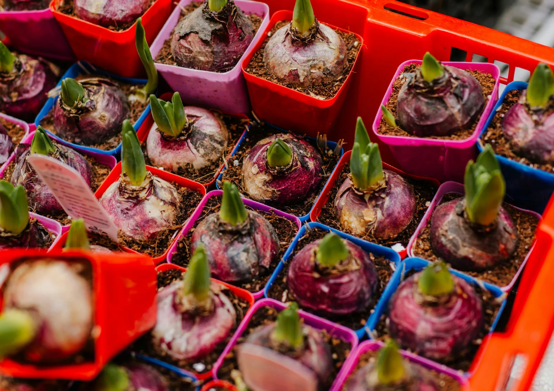 Profiter de la floraison des fleurs annuelles Profiter de la floraison des fleurs annuelles