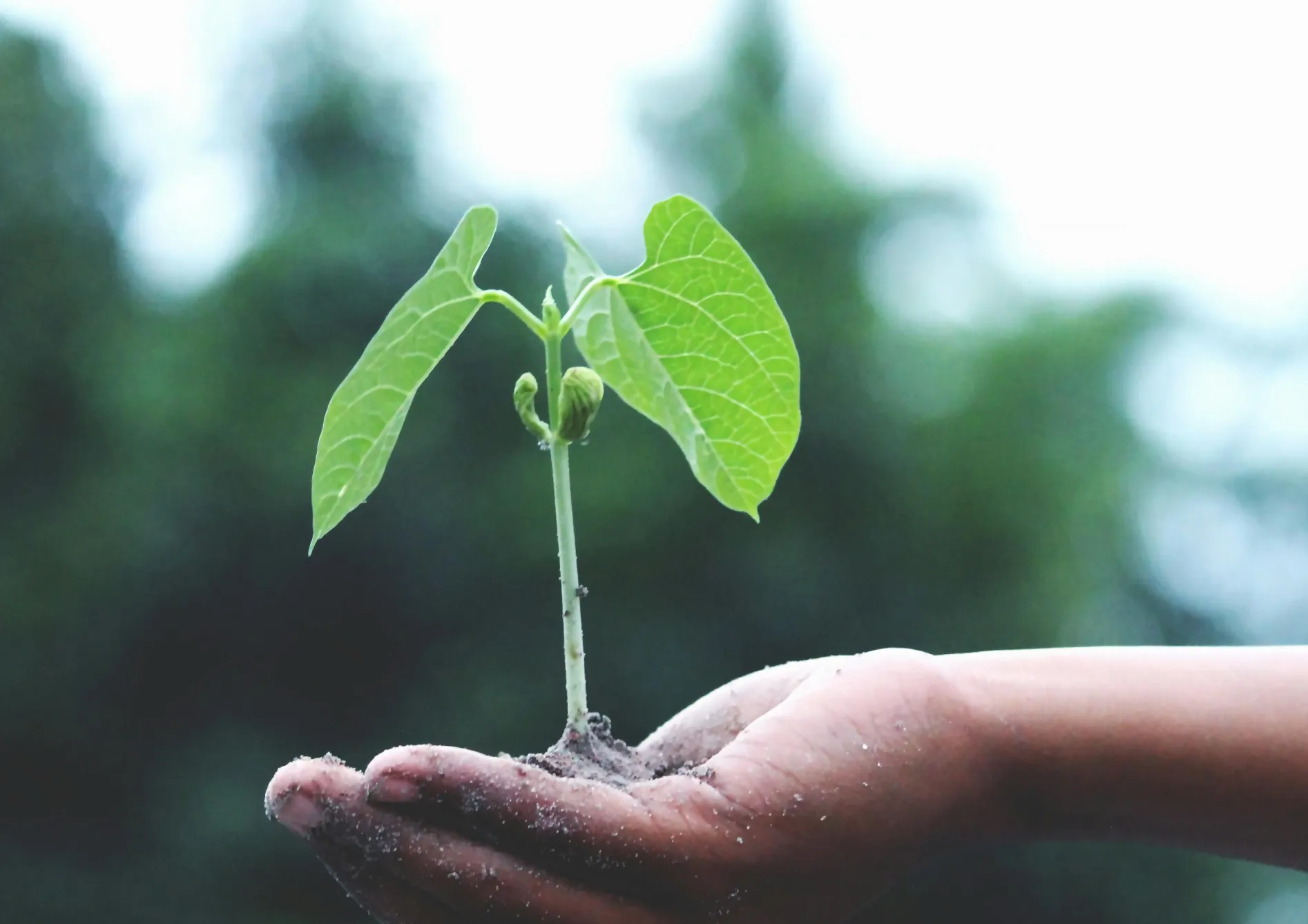 Quand et comment enfouir l'engrais vert ? Quand et comment enfouir l’engrais vert ?