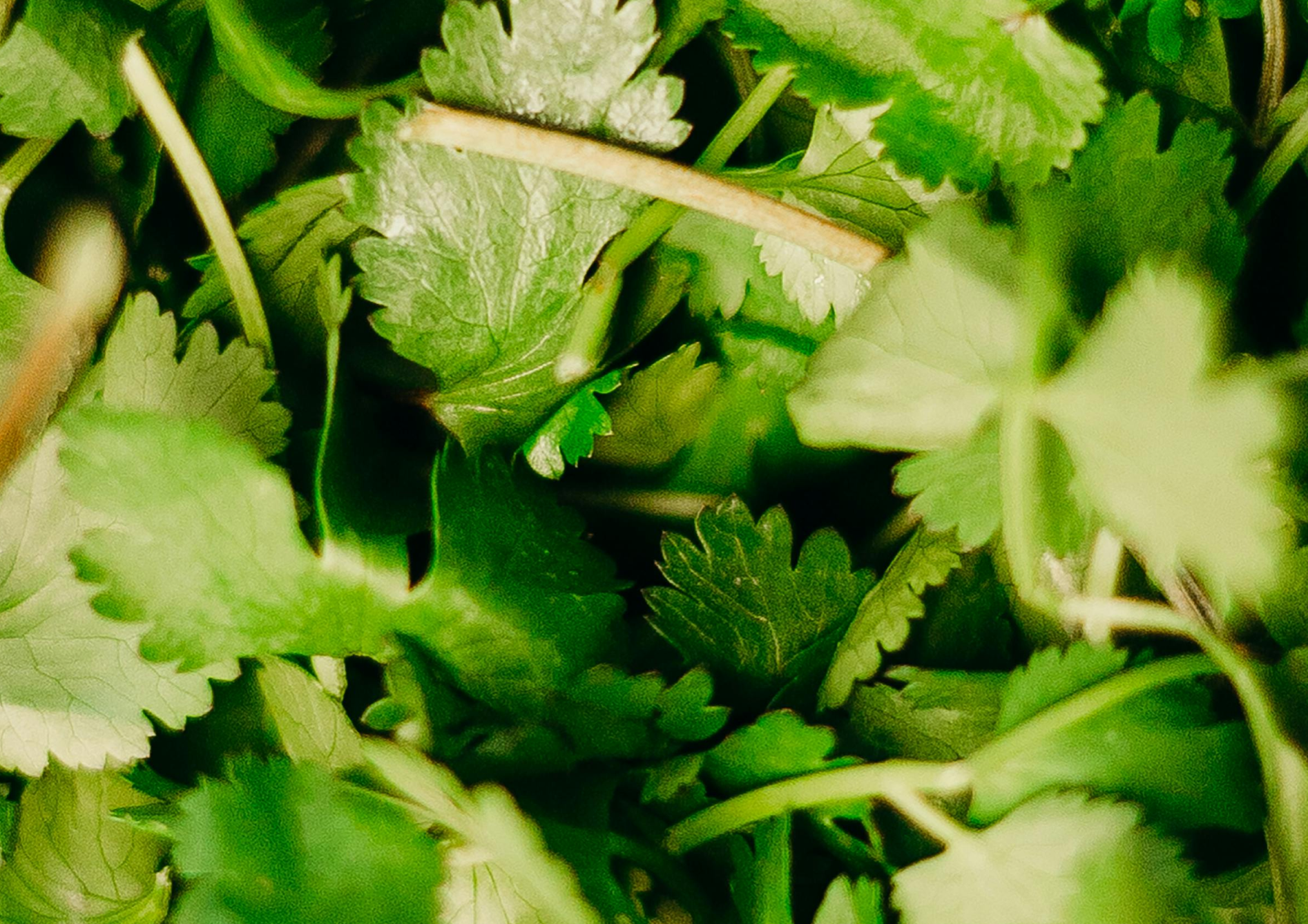 Quelles herbes aromatiques choisir pour la culture en pot ? Quelles herbes aromatiques choisir pour la culture en pot ?