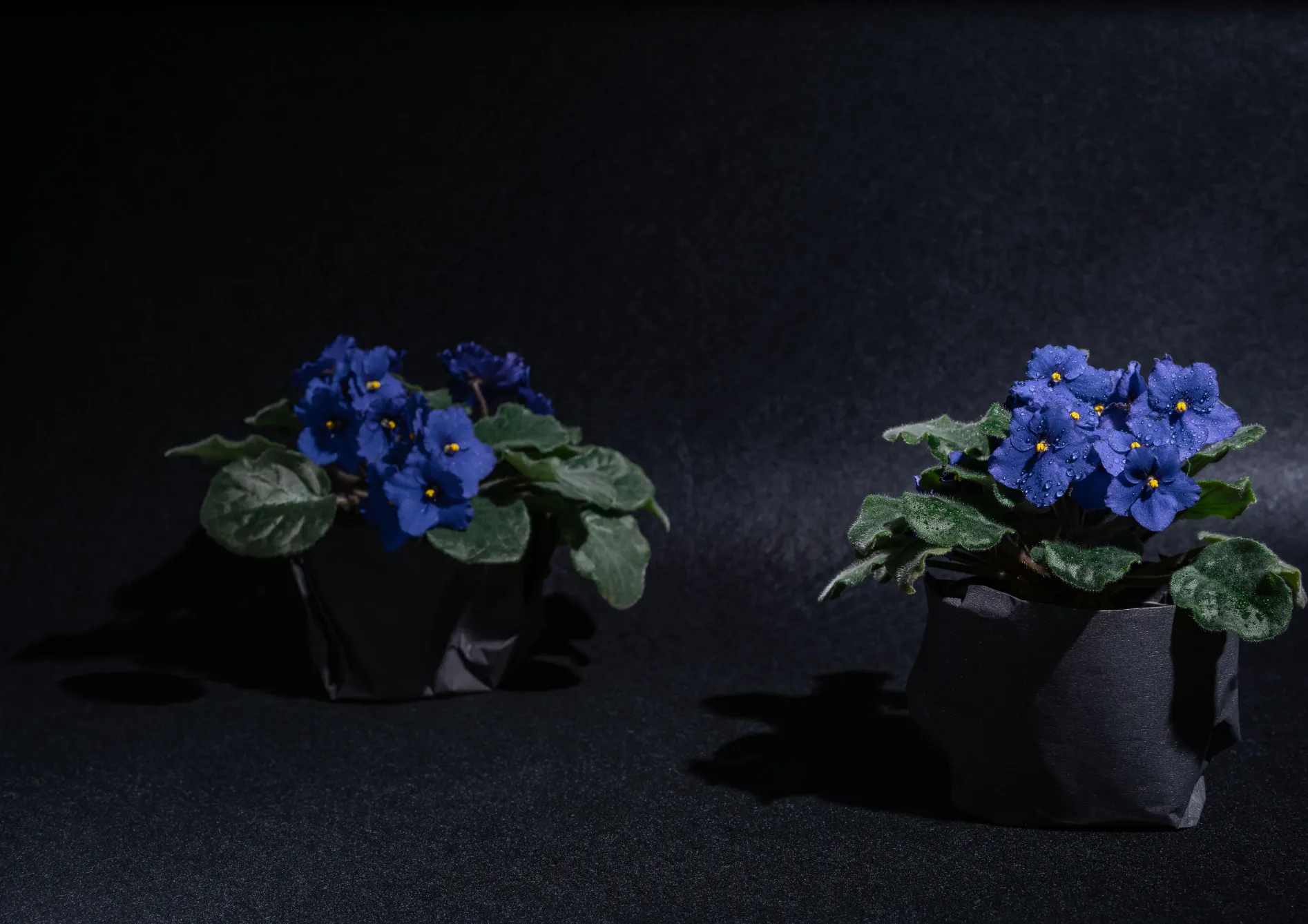 Plante violette Africaine Plante Violette Africaine