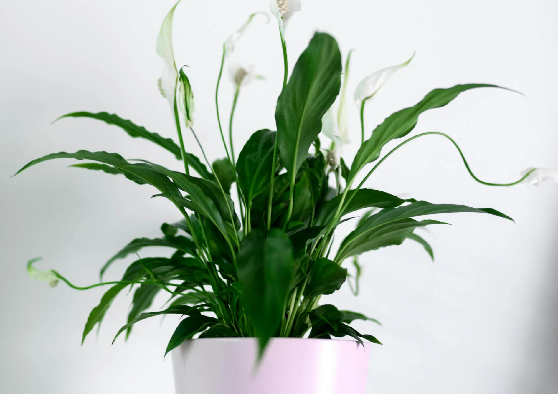Plante Spathiphyllum Plante Spathiphyllum