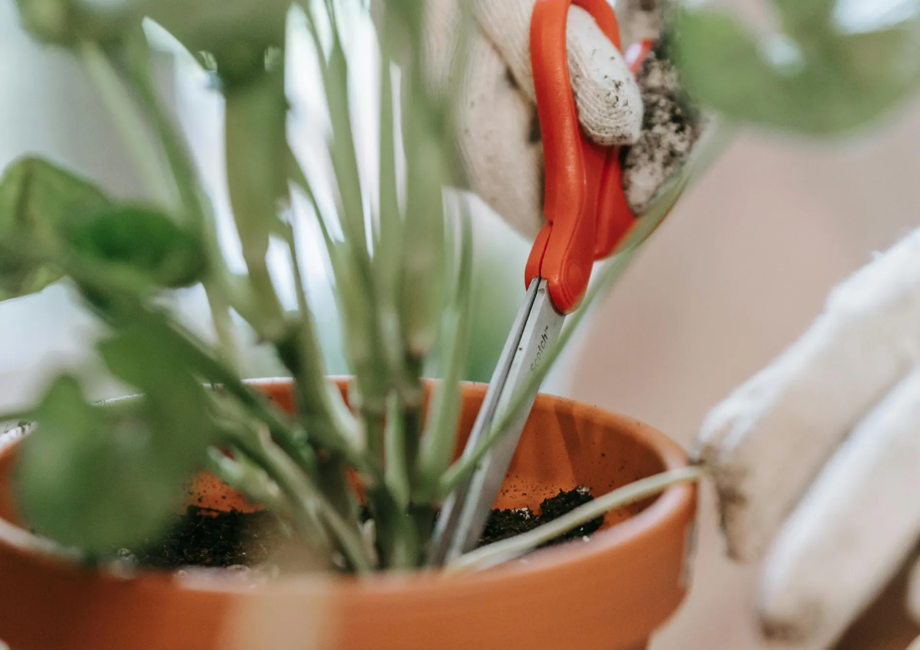 Tailler et entretenir correctement vos plantes Tailler et entretenir correctement vos plantes