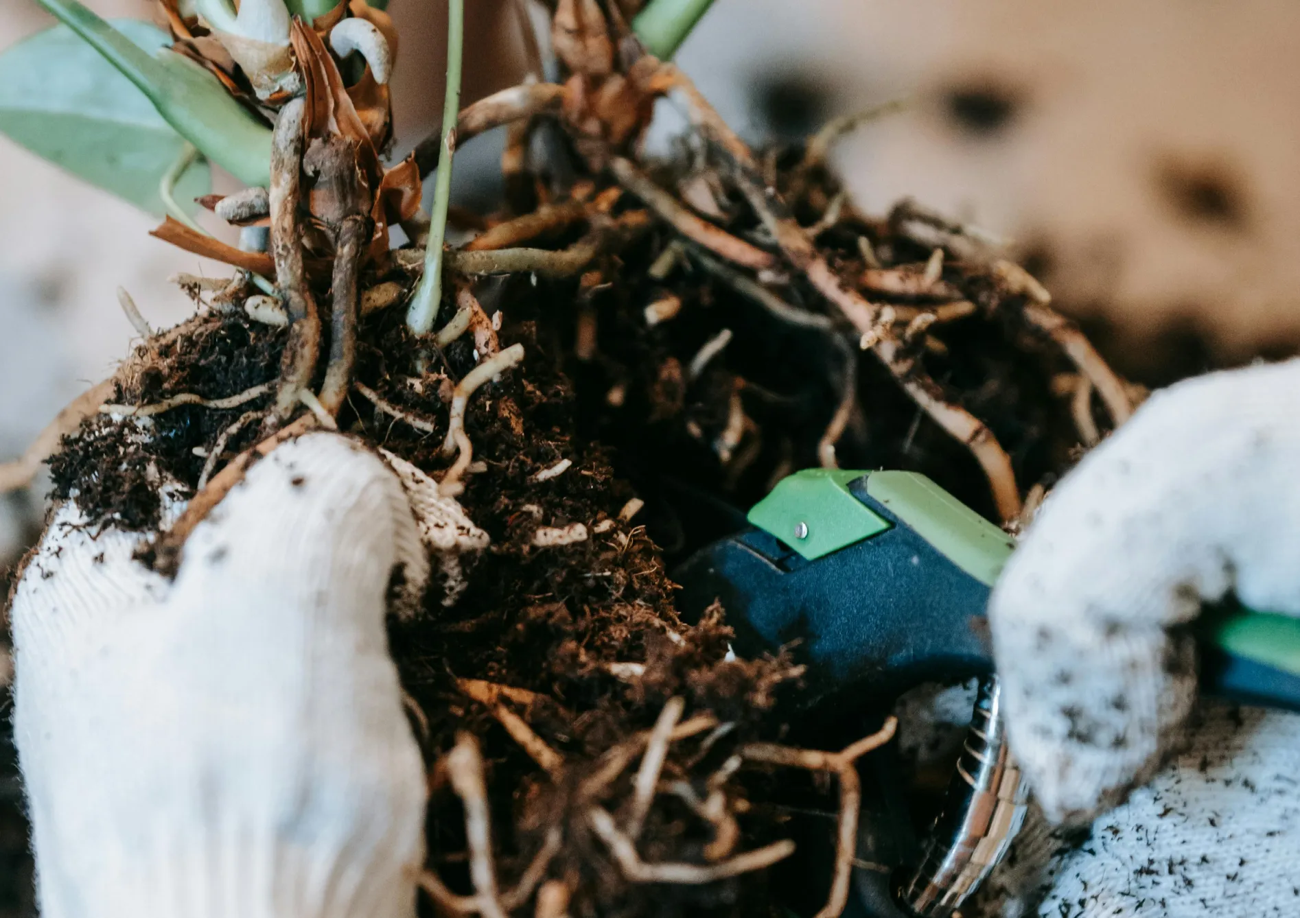 Encourager la floraison avec des techniques avancées Encourager la floraison avec des techniques avancées