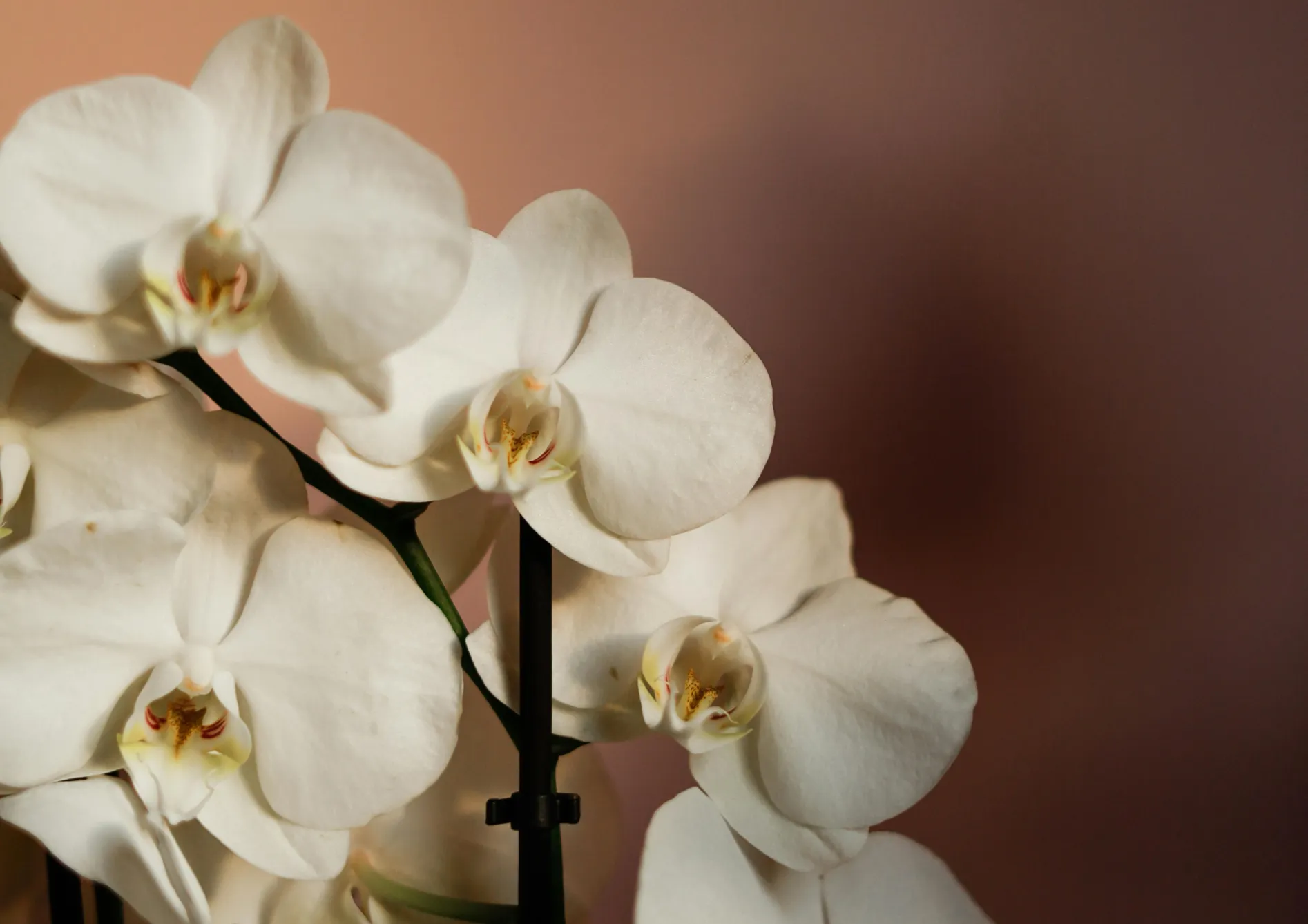 Maintenir une température et une humidité appropriées Maintenir une température et une humidité appropriées