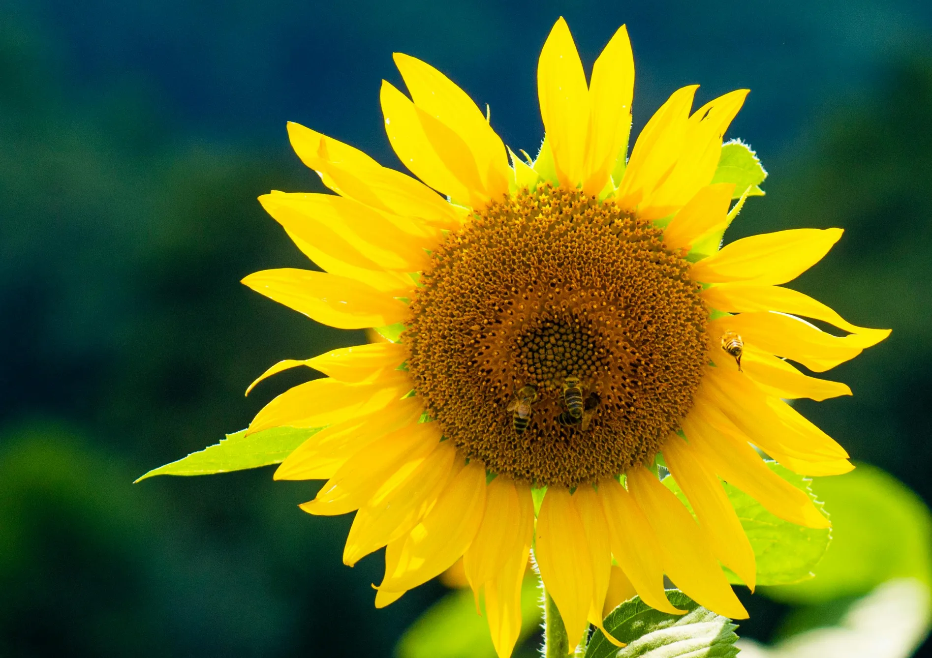 Entretien des fleurs après transplantation Entretien des fleurs après transplantation
