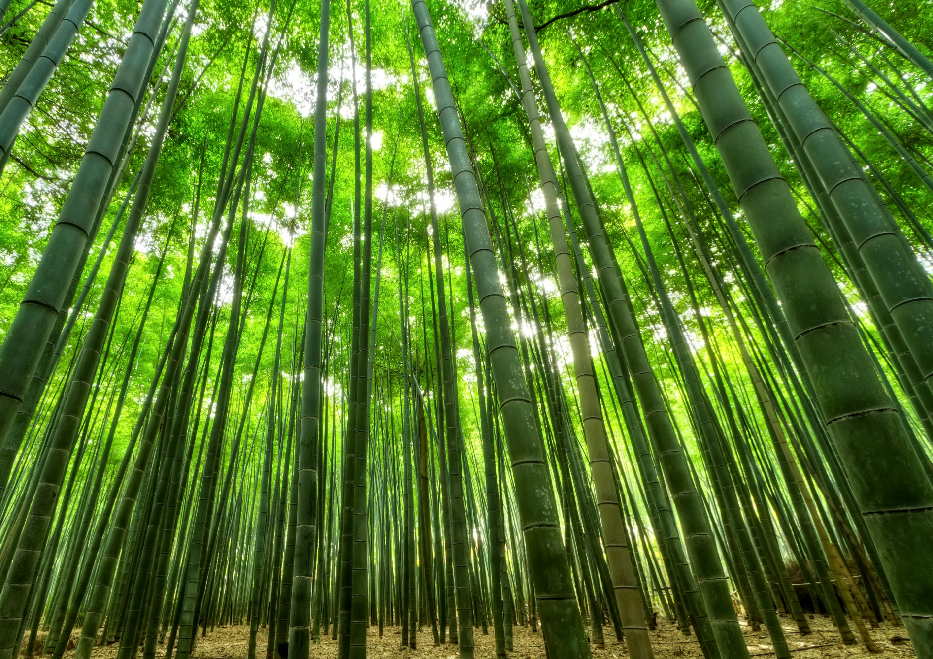 2. Les types de bambous : Traçants et cespiteux 2. Les types de bambous : Traçants et cespiteux