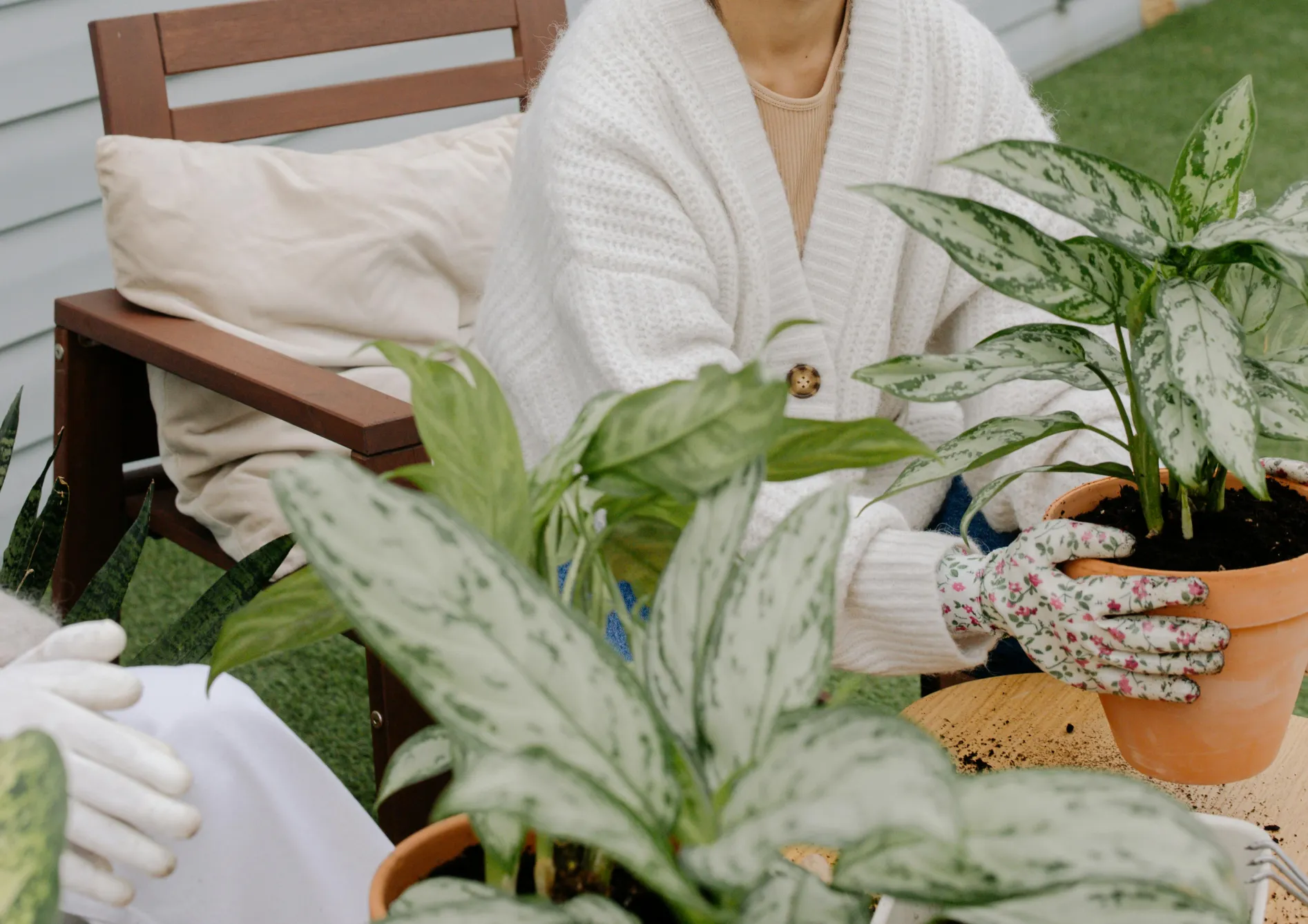 Le Cactus Plante Cactus