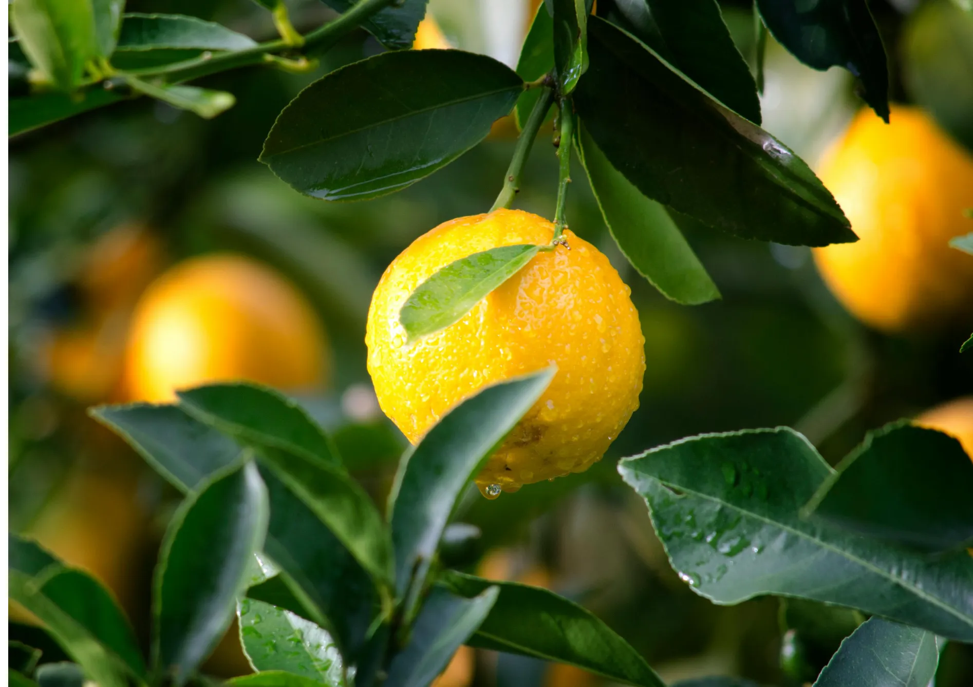 Conseils pour réussir la culture des agrumes en pot Conseils pour réussir la culture des agrumes en pot