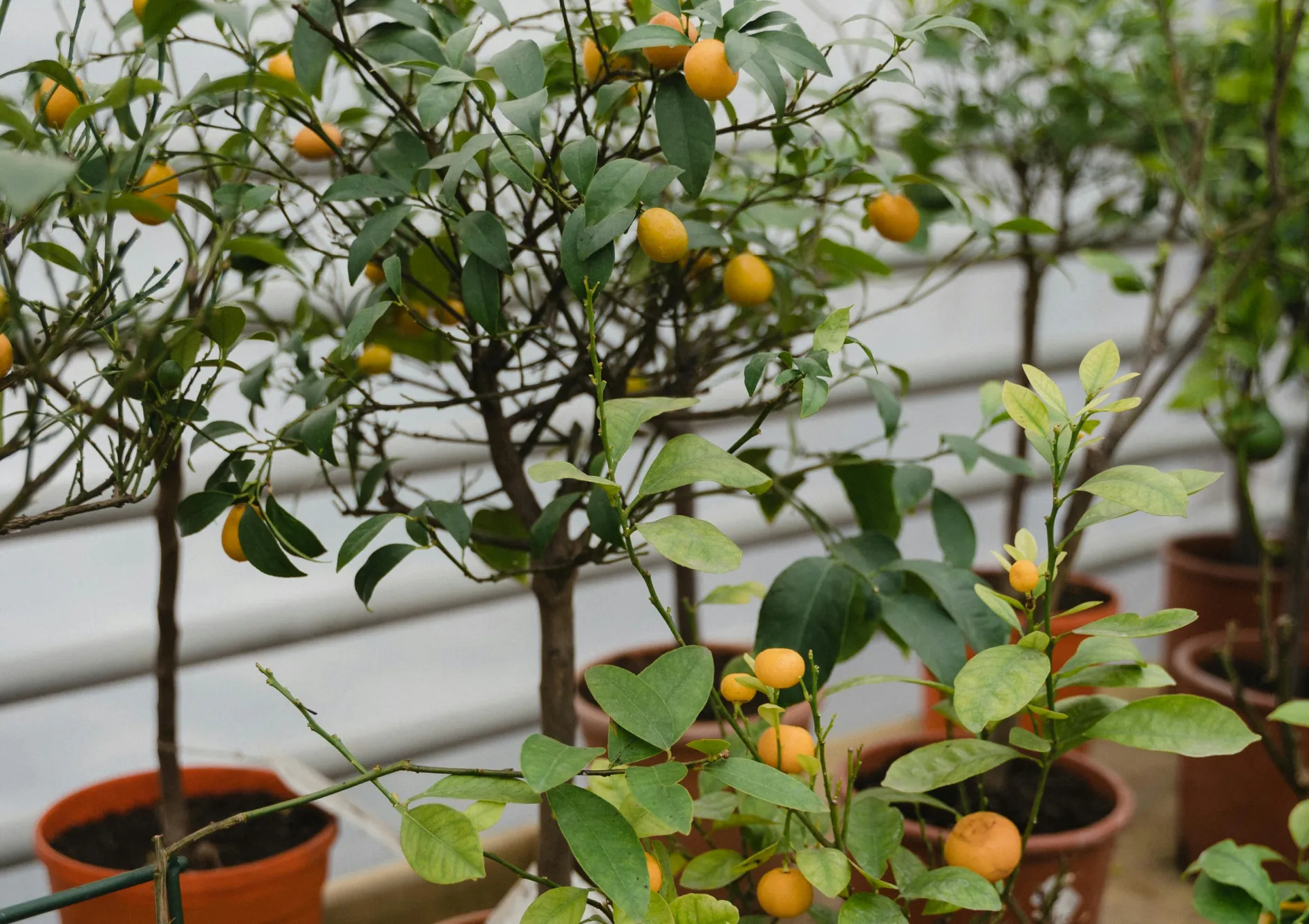 Les erreurs à éviter lors de la culture des agrumes en pot Les erreurs à éviter lors de la culture des agrumes en pot