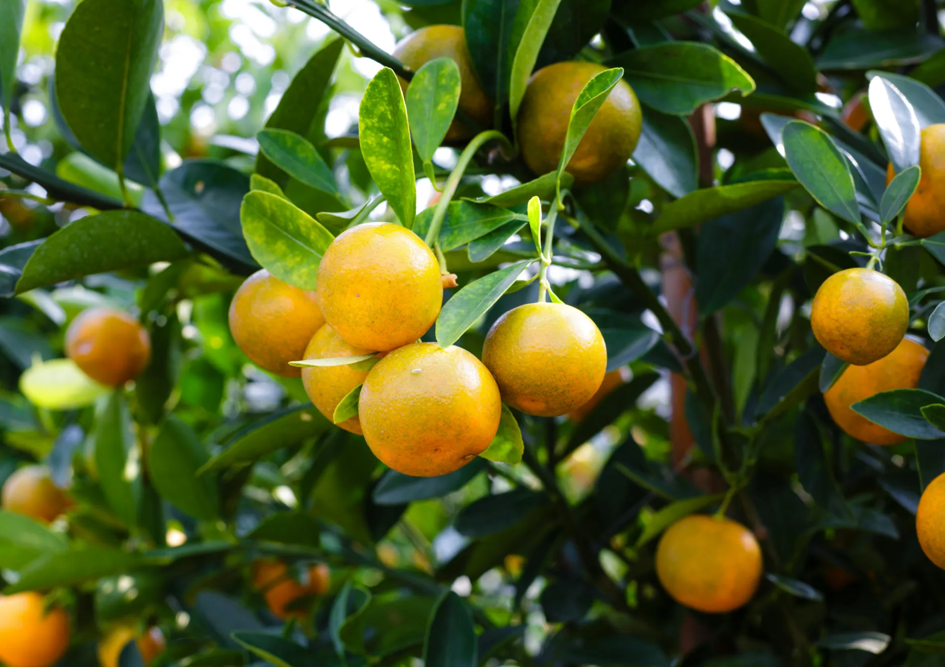Les meilleures variétés d’agrumes pour la culture en pot Les meilleures variétés d’agrumes pour la culture en pot