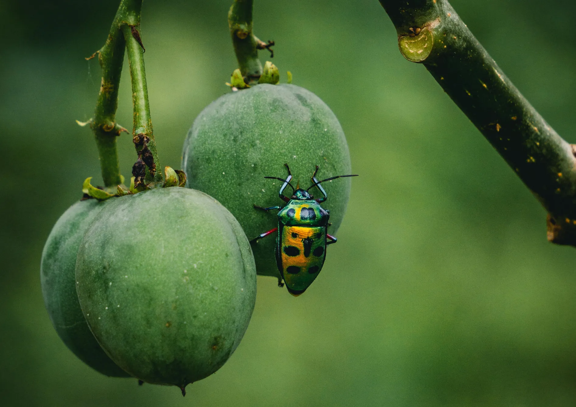 Choisir le bon emplacement pour les petits fruits Choisir le bon emplacement pour les petits fruits