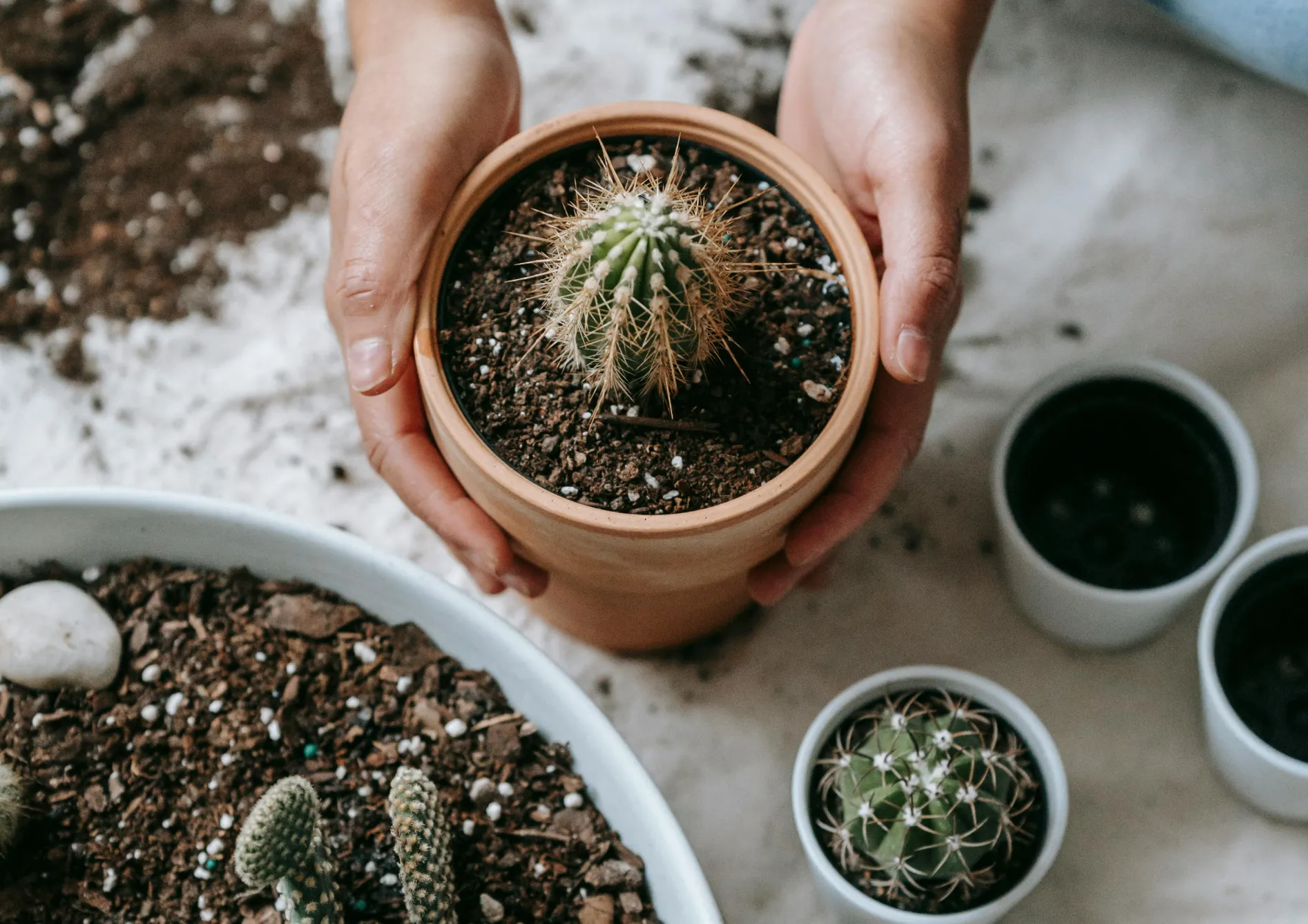 La Succulente Plante Succulente